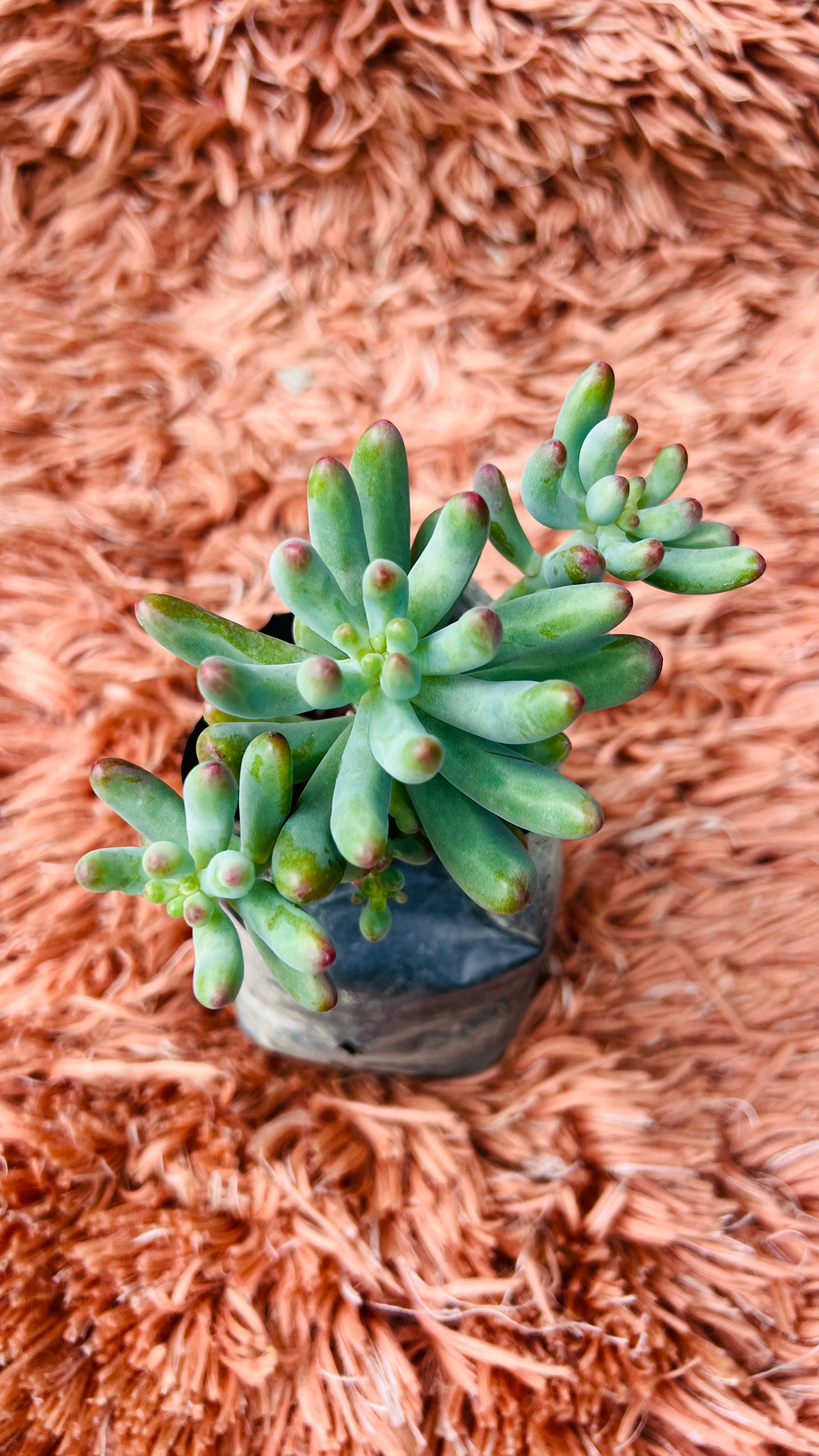 Hard Sedum Succulent