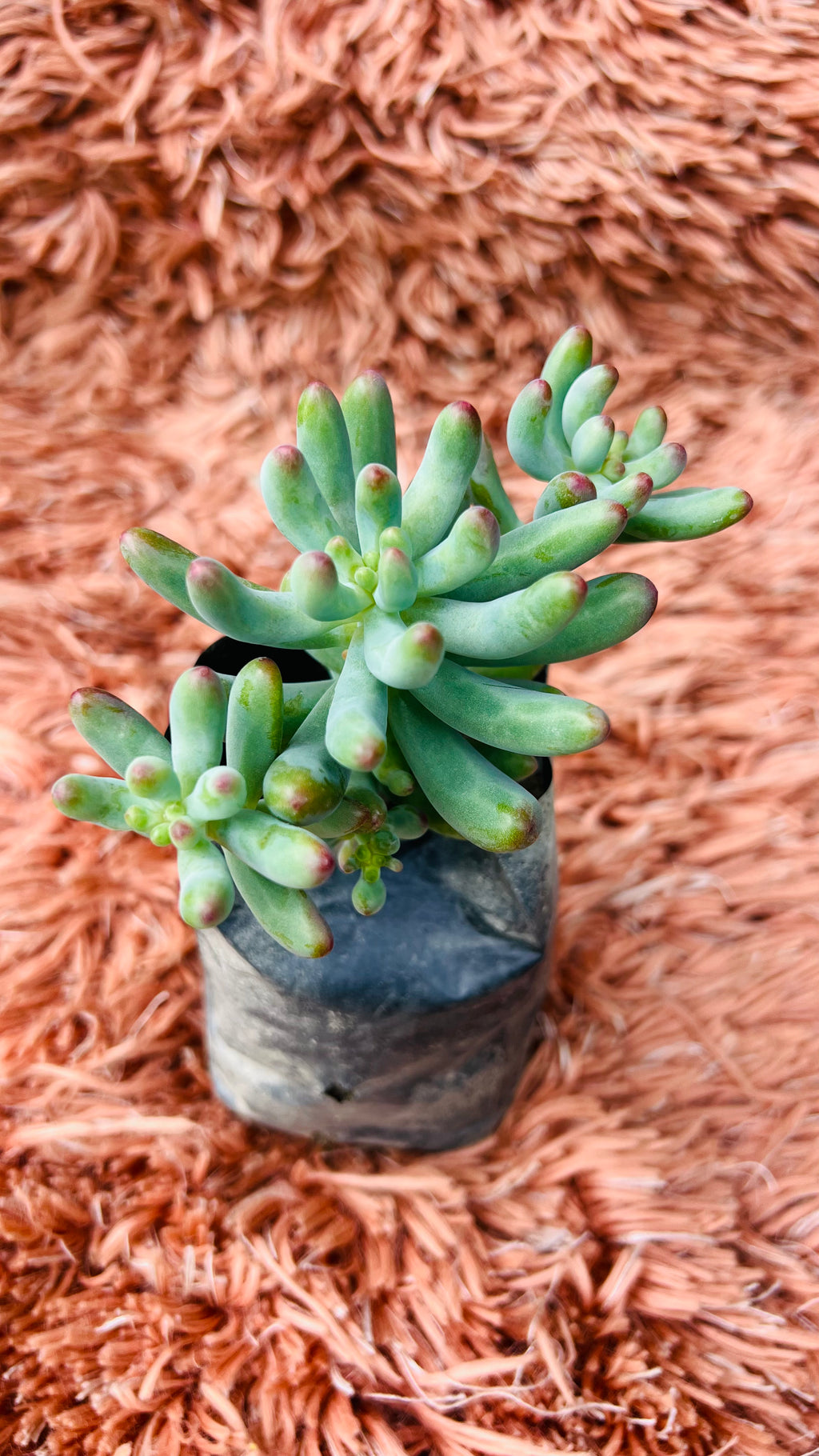 Hard Sedum Succulent