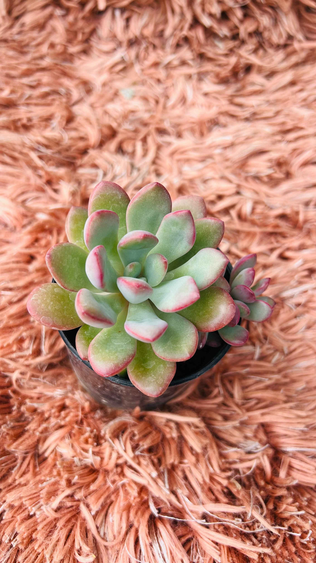 Echeveria Ice Succulent