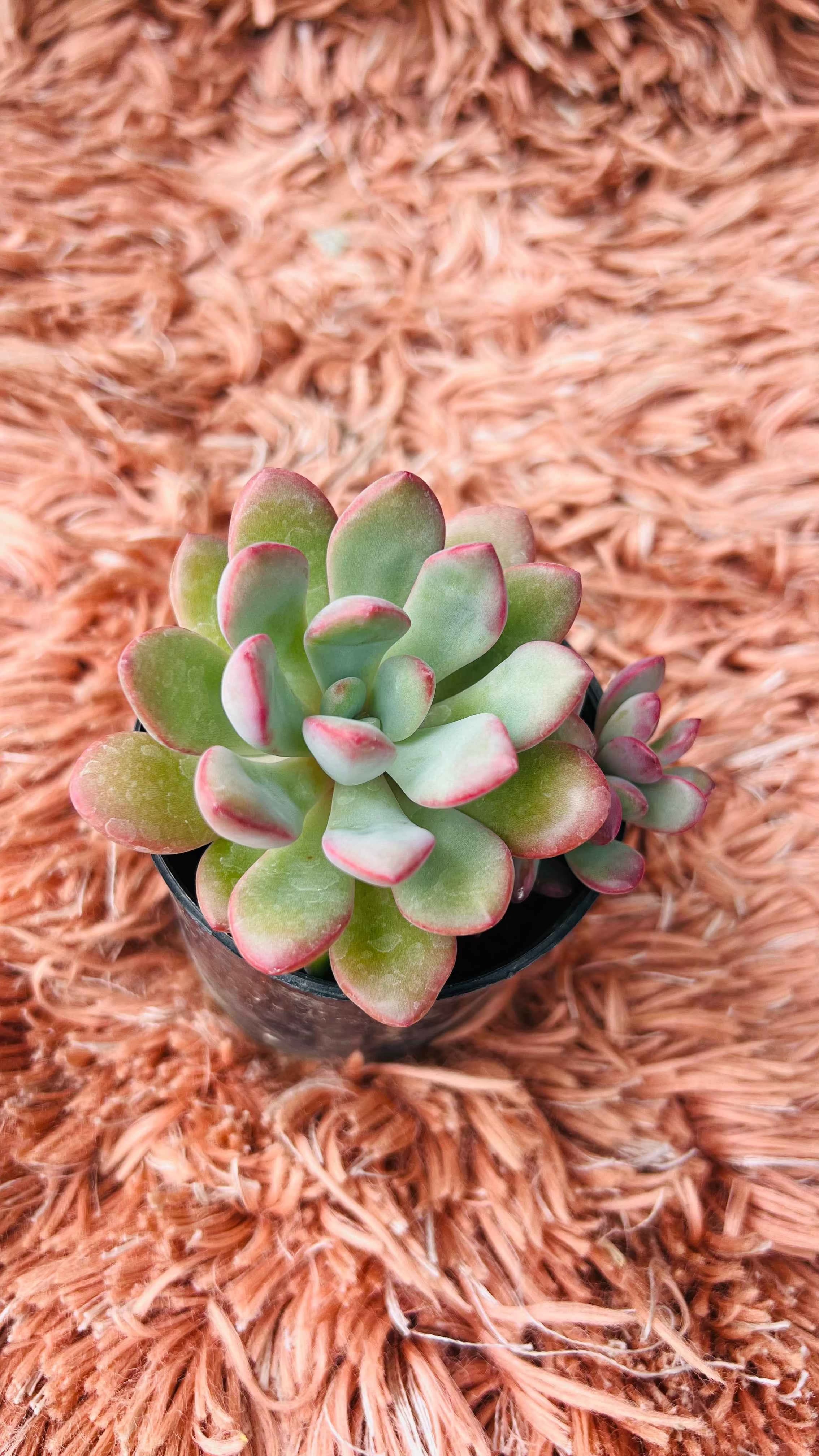 Echeveria Ice Succulent