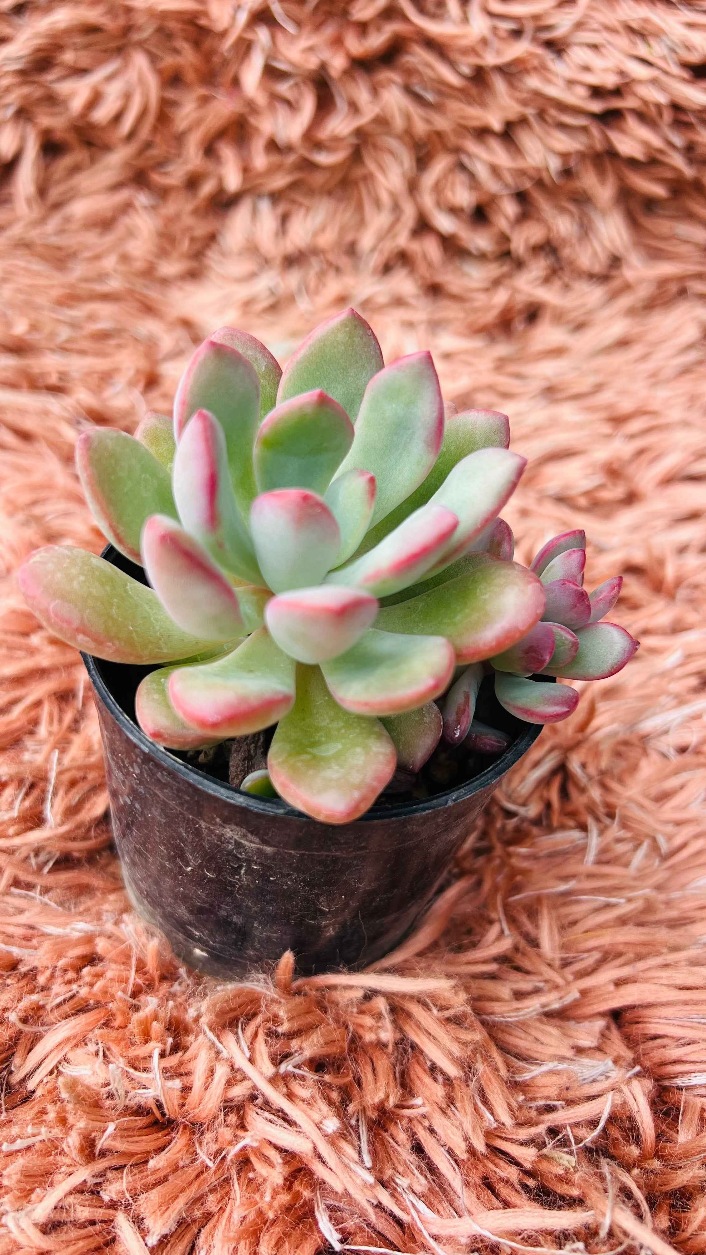 Echeveria Ice Succulent