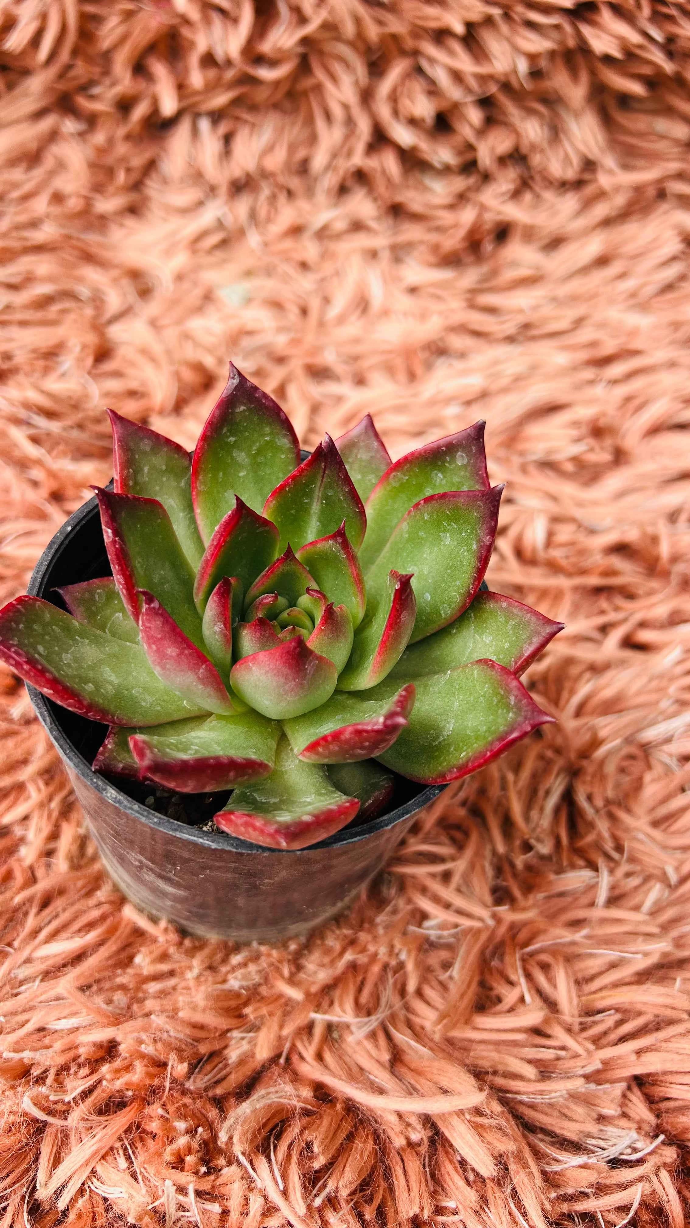 Echeveria Agavoides Red Edge Succulent