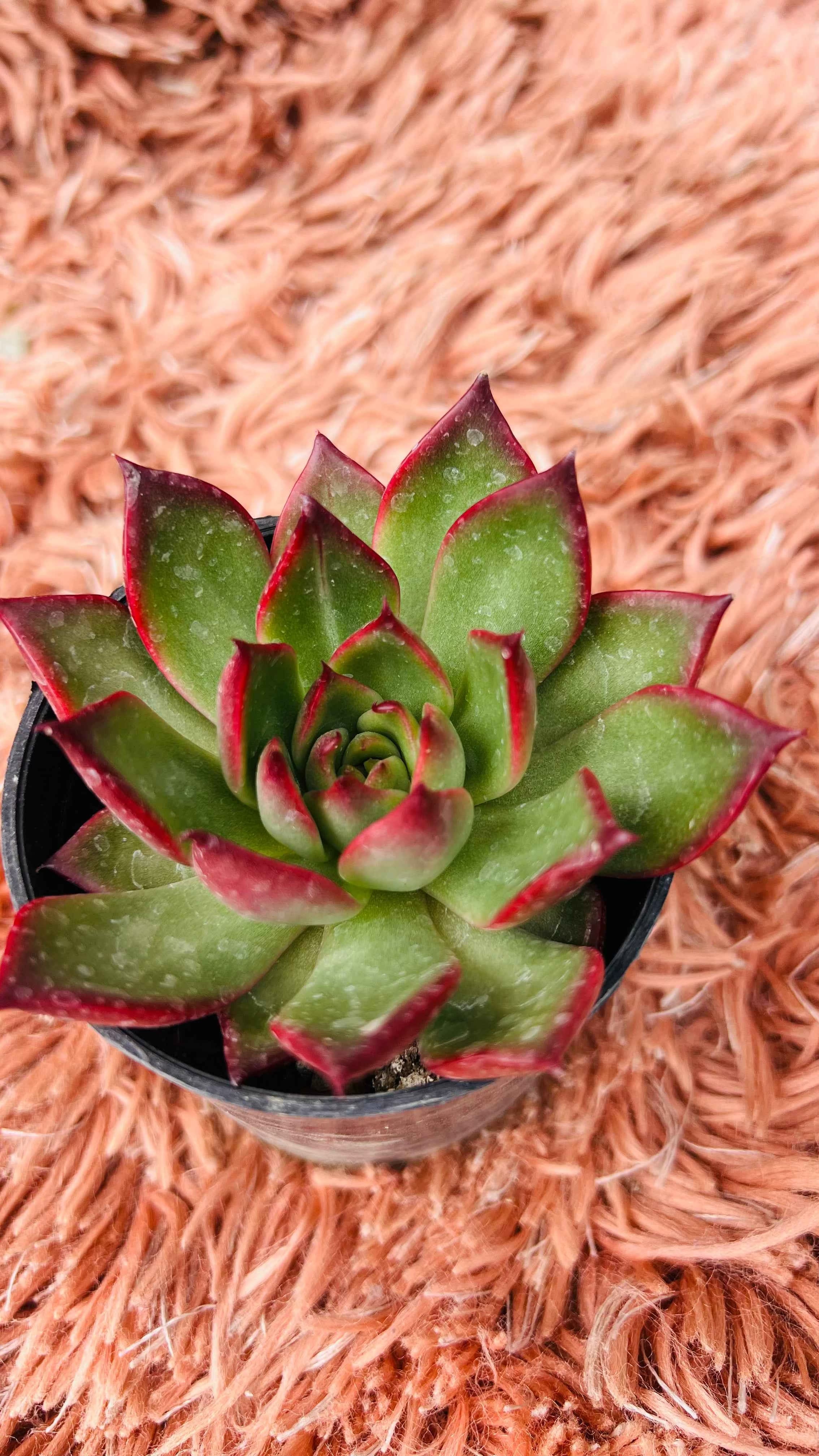 Echeveria Agavoides Red Edge Succulent