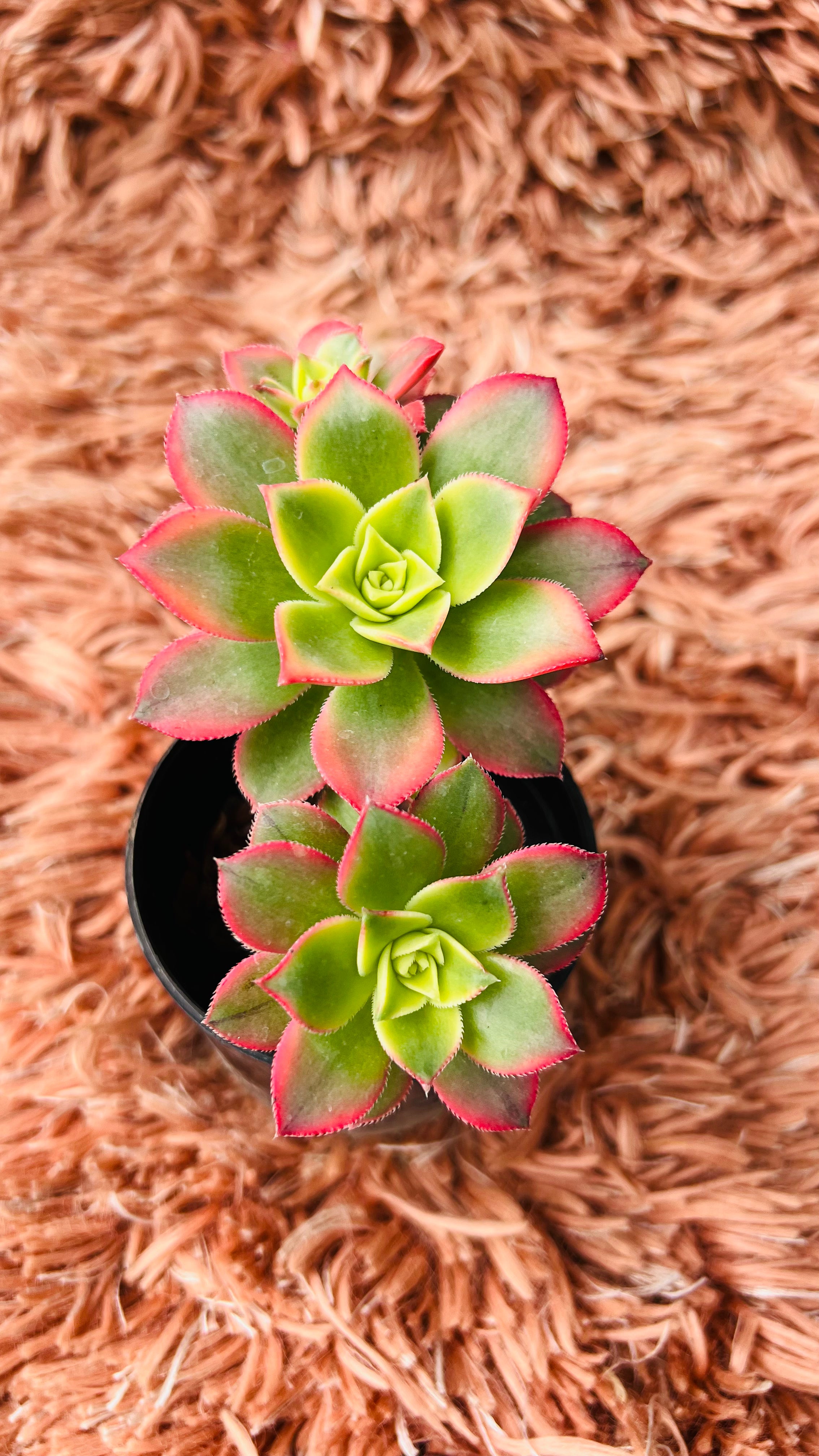 Aeonium Haworthii Succulent