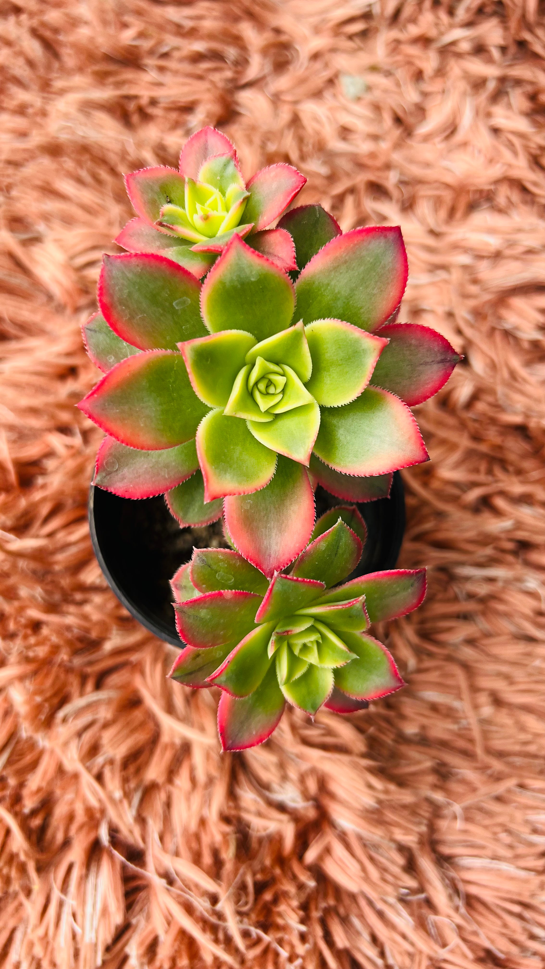 Aeonium Haworthii Succulent