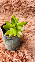 Copperstone Sedum Succulent