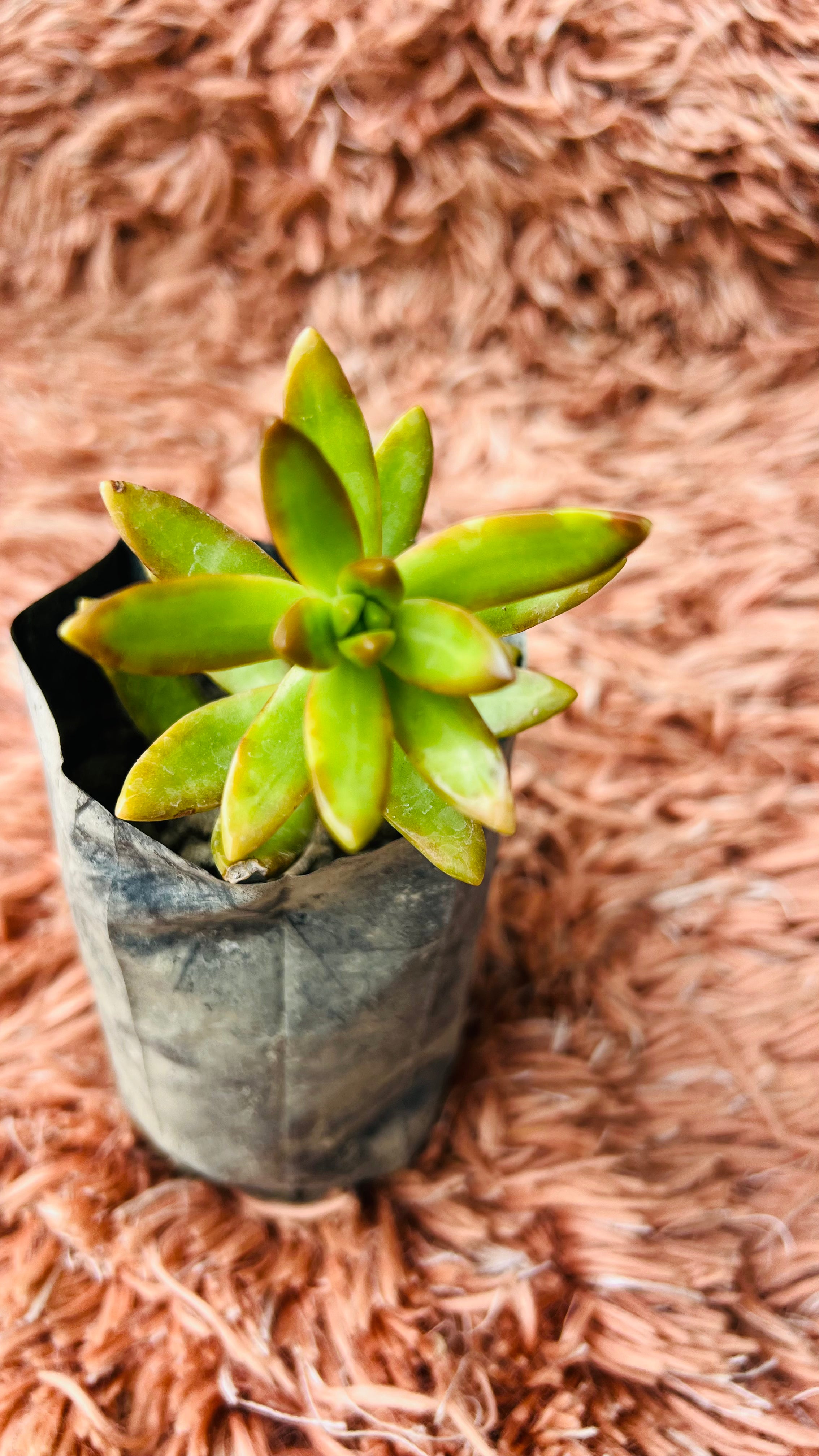 Copperstone Sedum Succulent