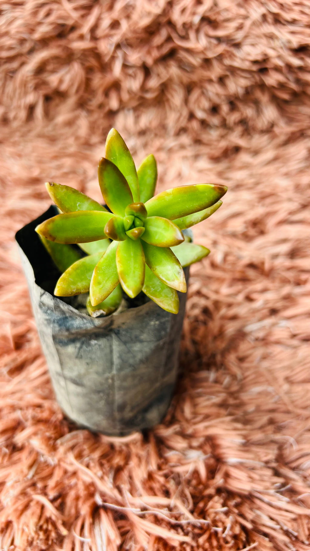 Copperstone Sedum Succulent