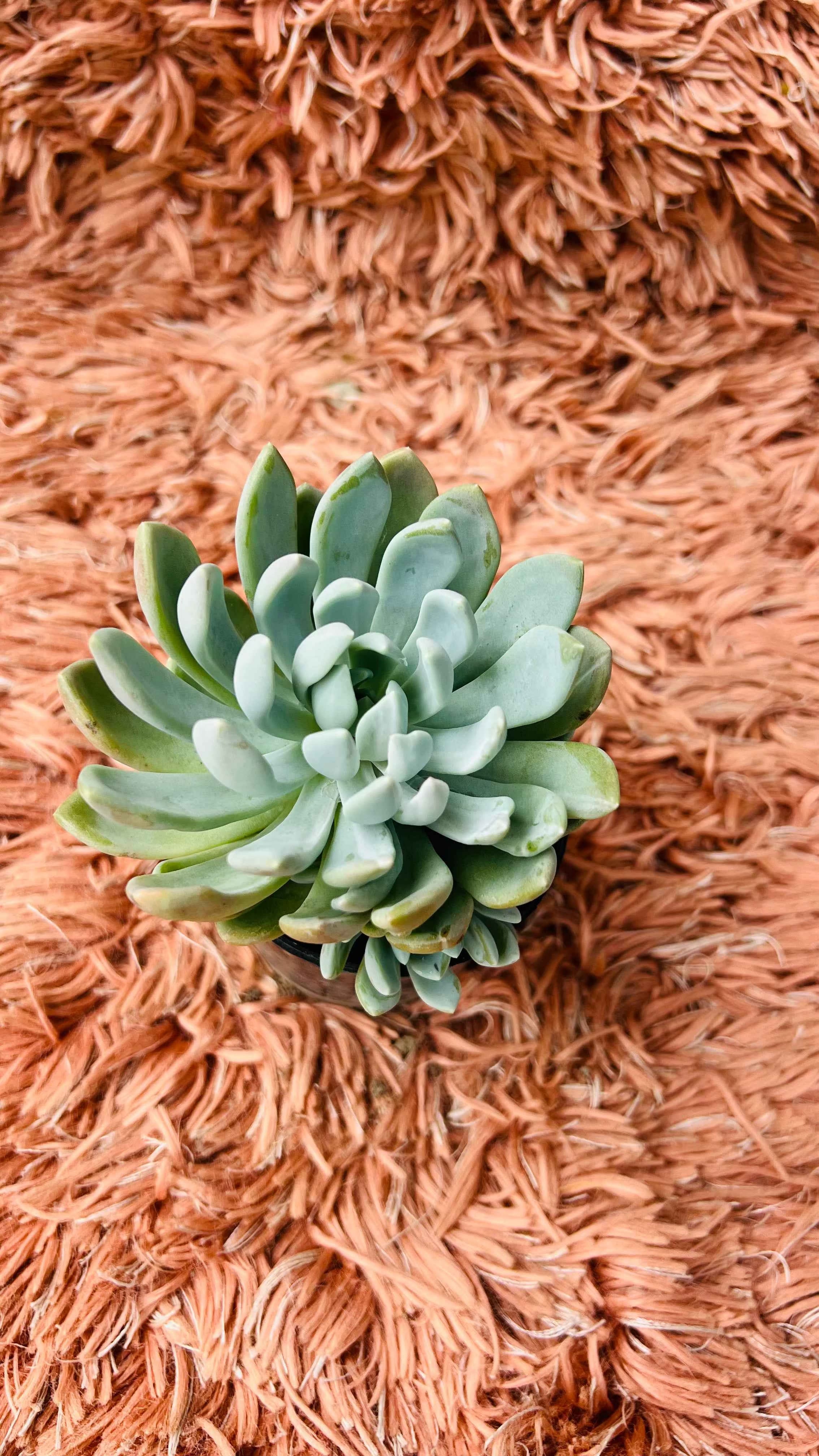 Pachyveria Scheideckeri Succulent