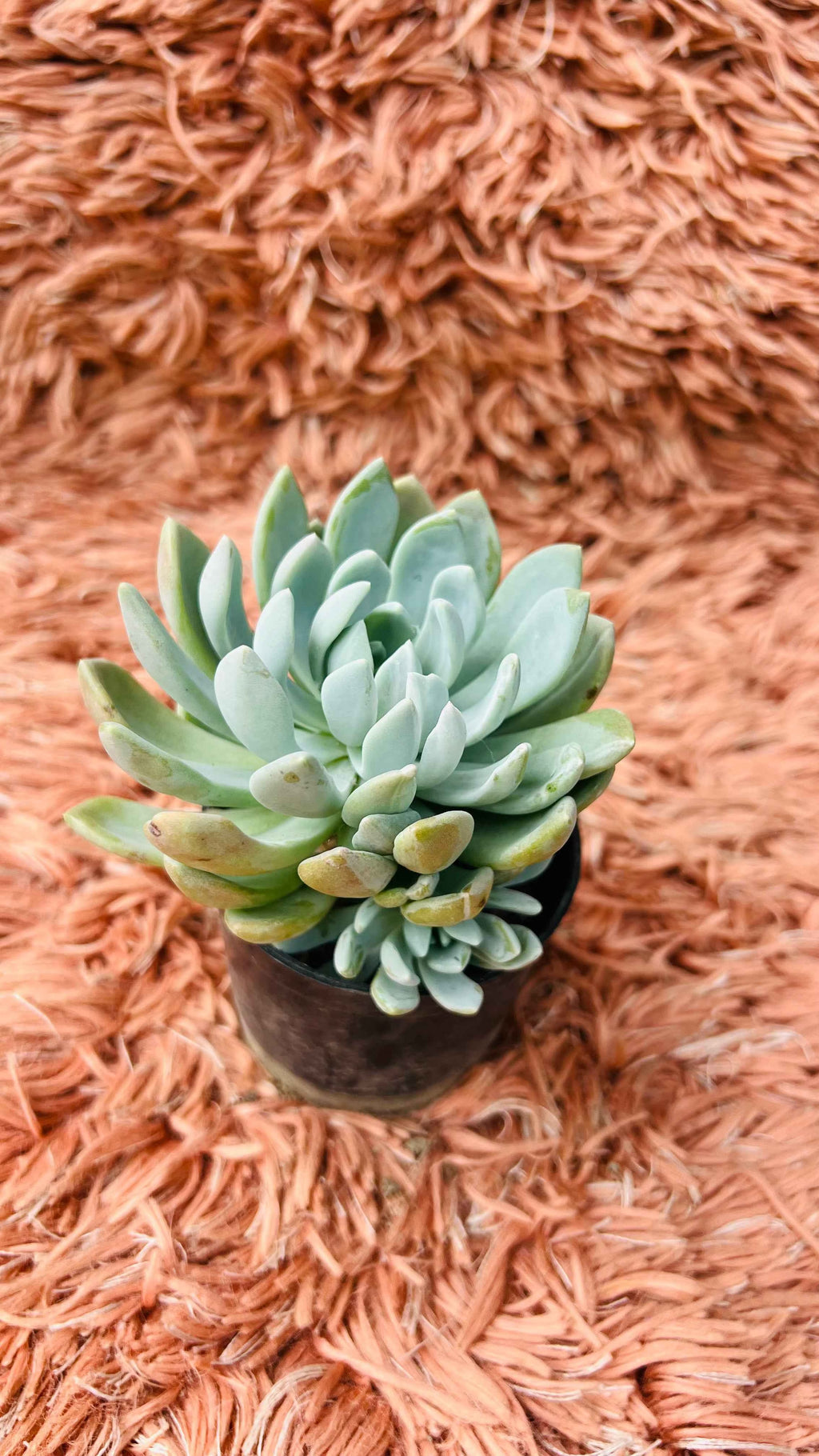 Pachyveria Scheideckeri Succulent