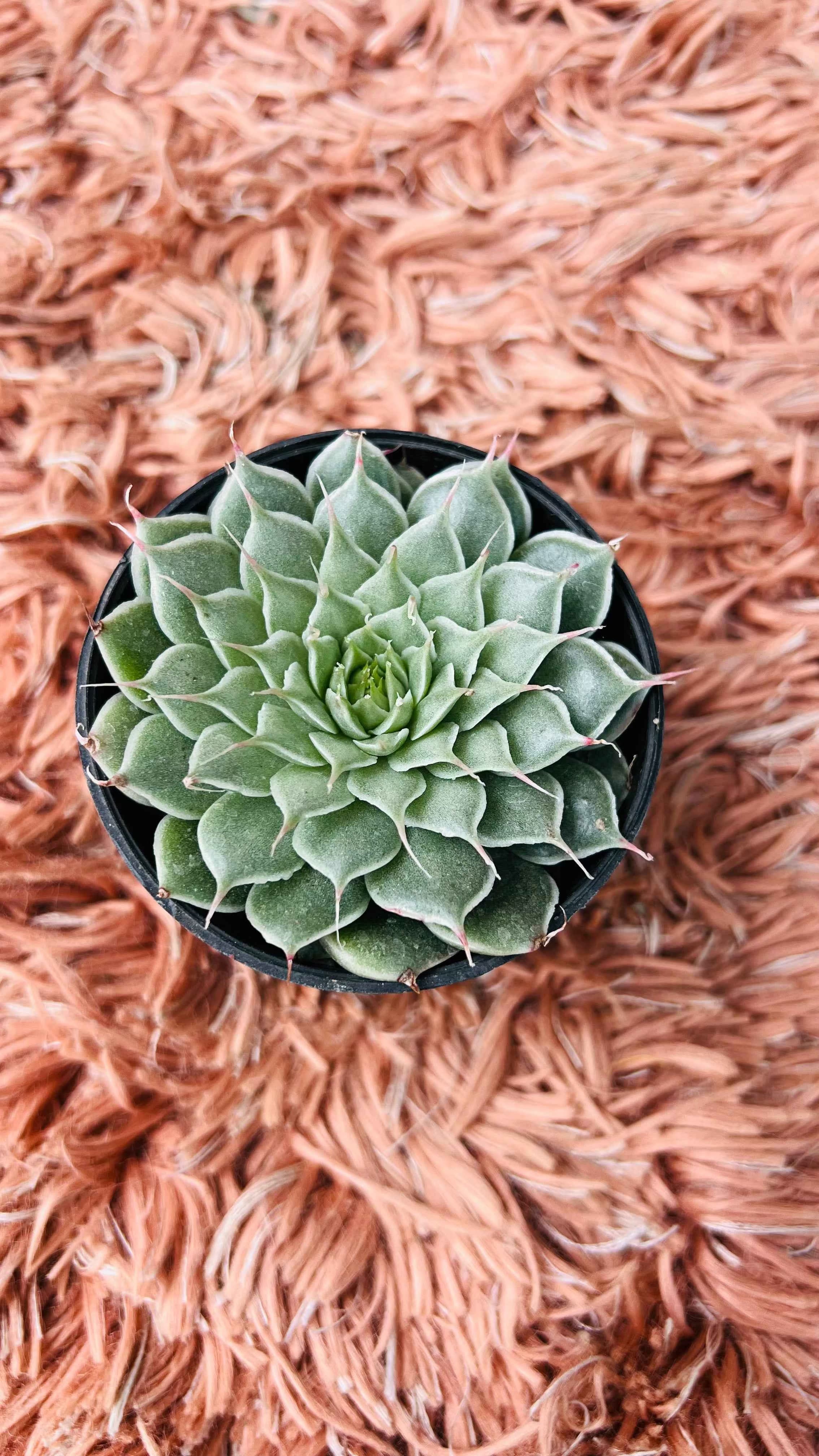 Graptoveria Silver Star Succulent