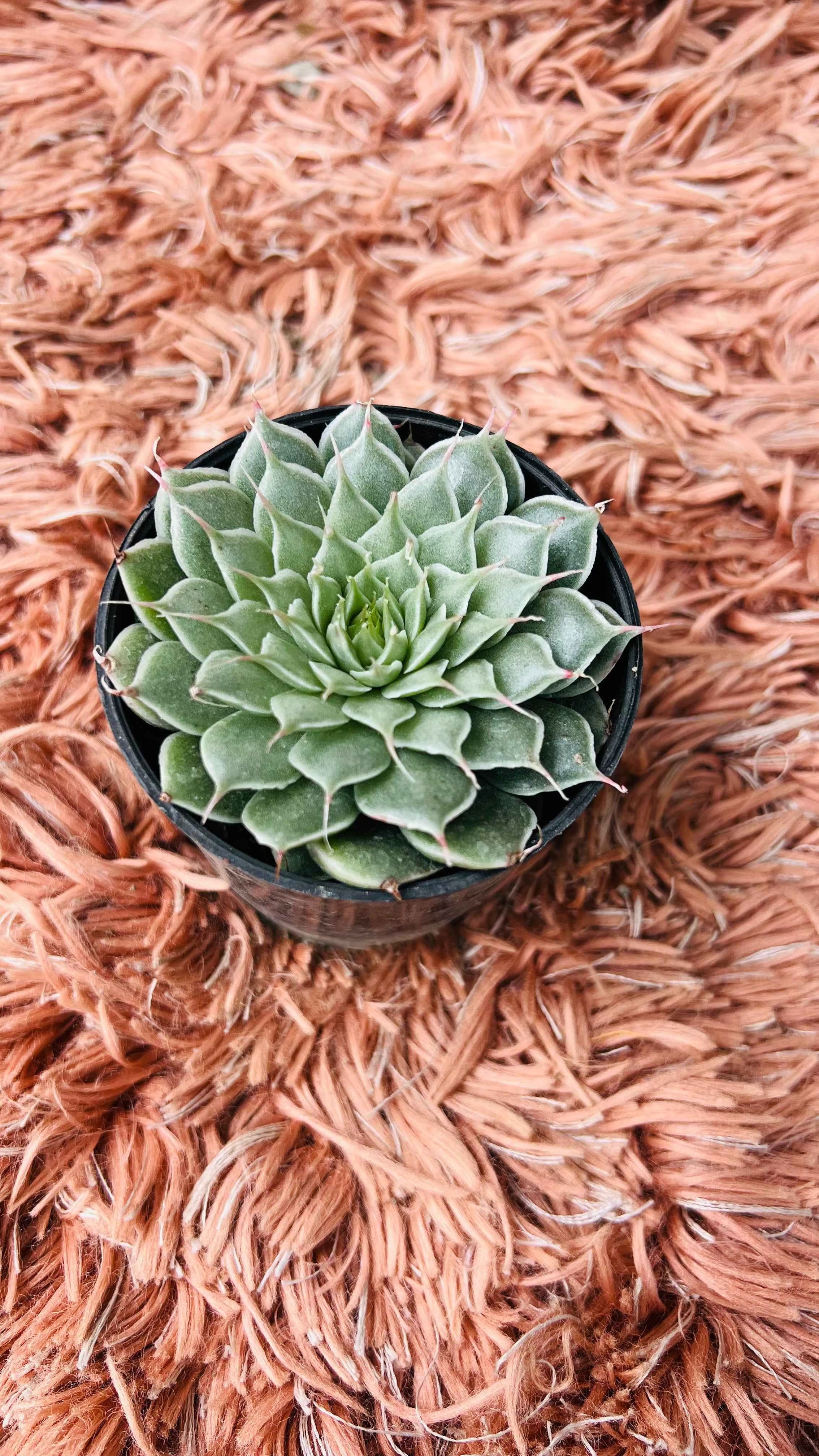 Graptoveria Silver Star Succulent
