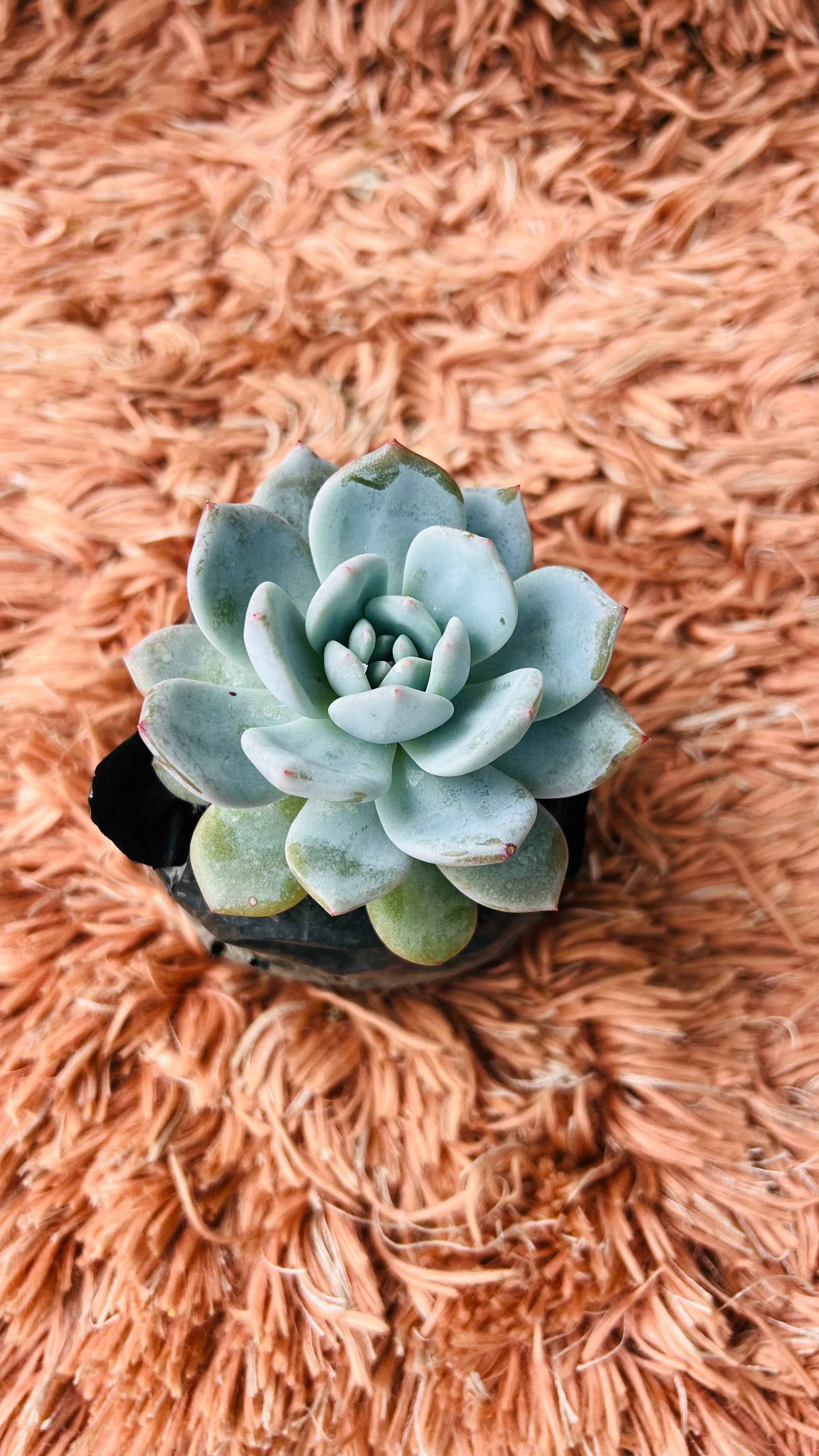 Echeveria Elegans – Mexican Snowball Succulent