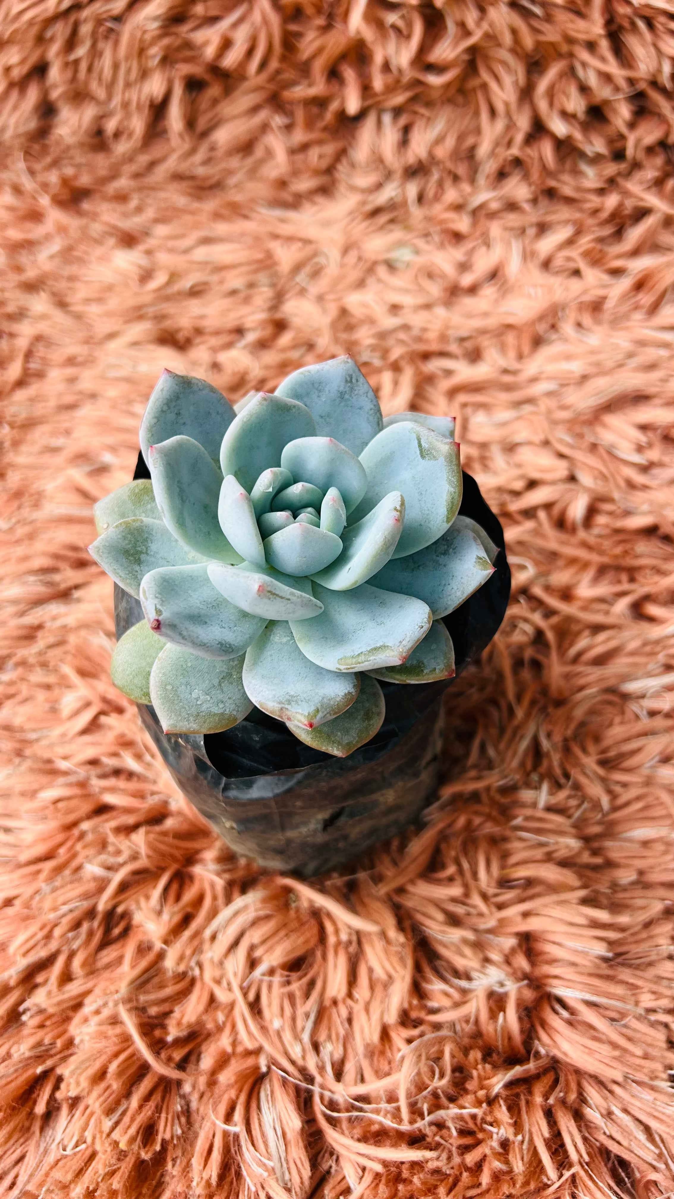 Echeveria Elegans – Mexican Snowball Succulent