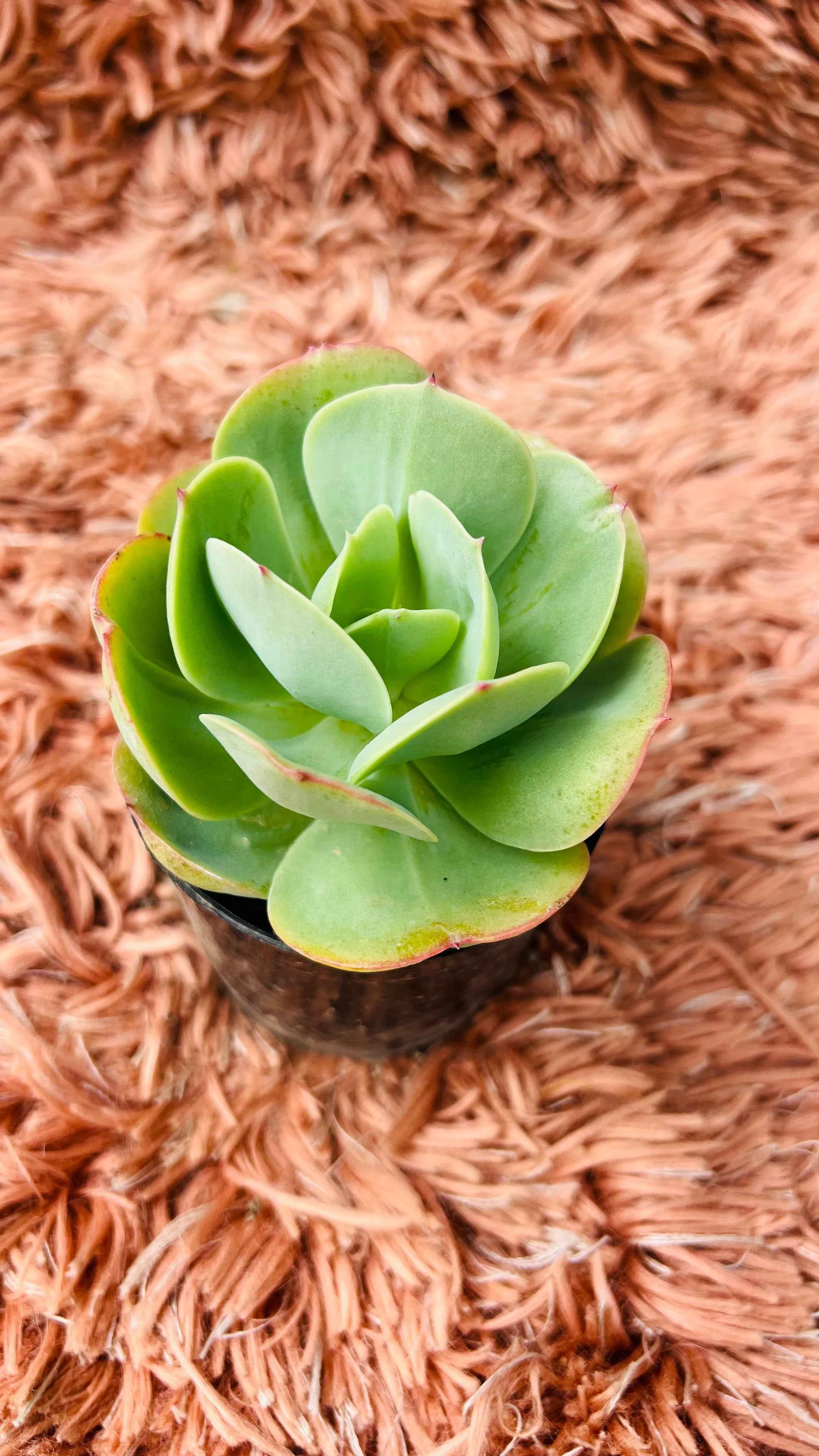 Echeveria Green Spoon Succulent