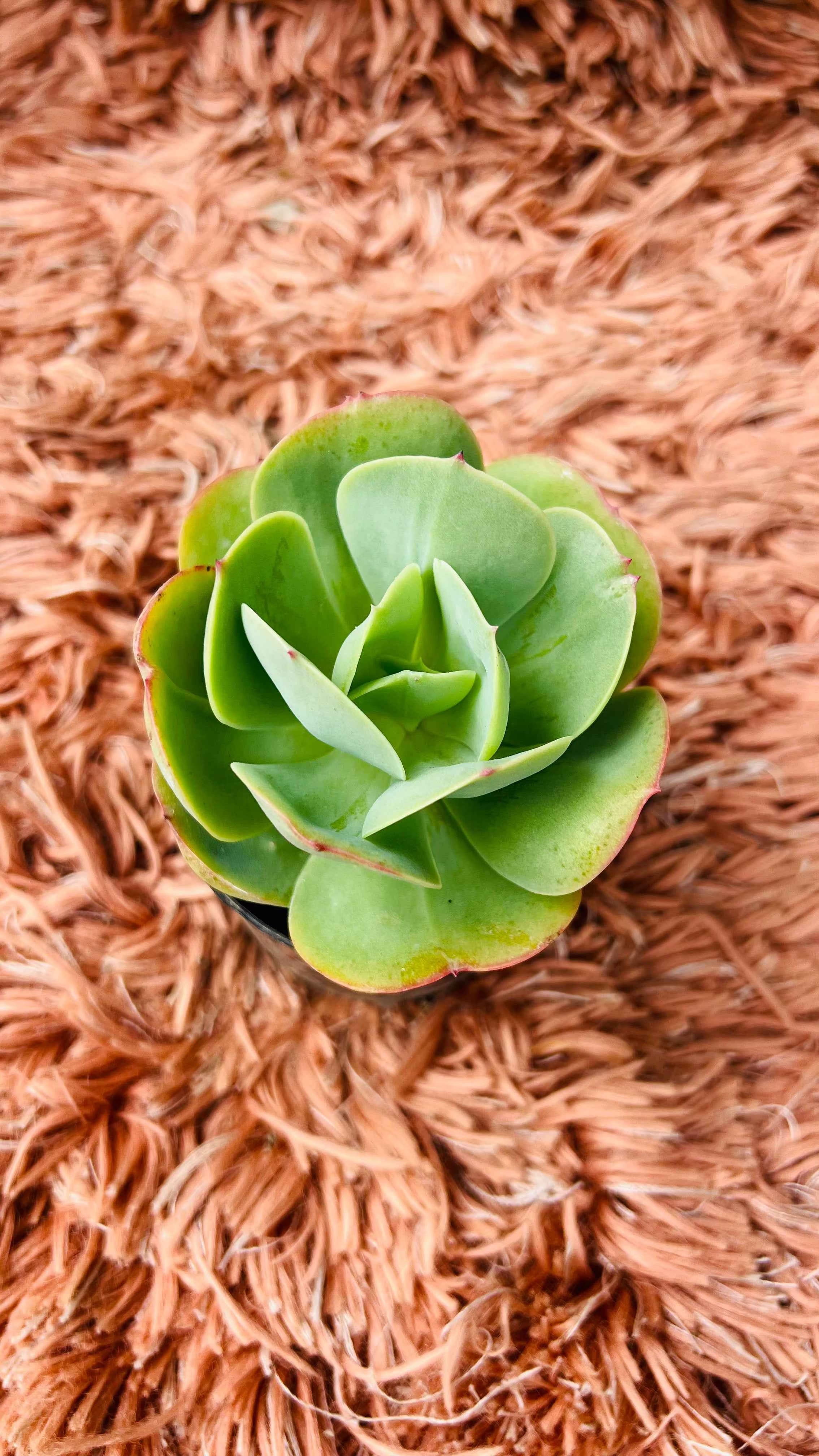 Echeveria Green Spoon Succulent