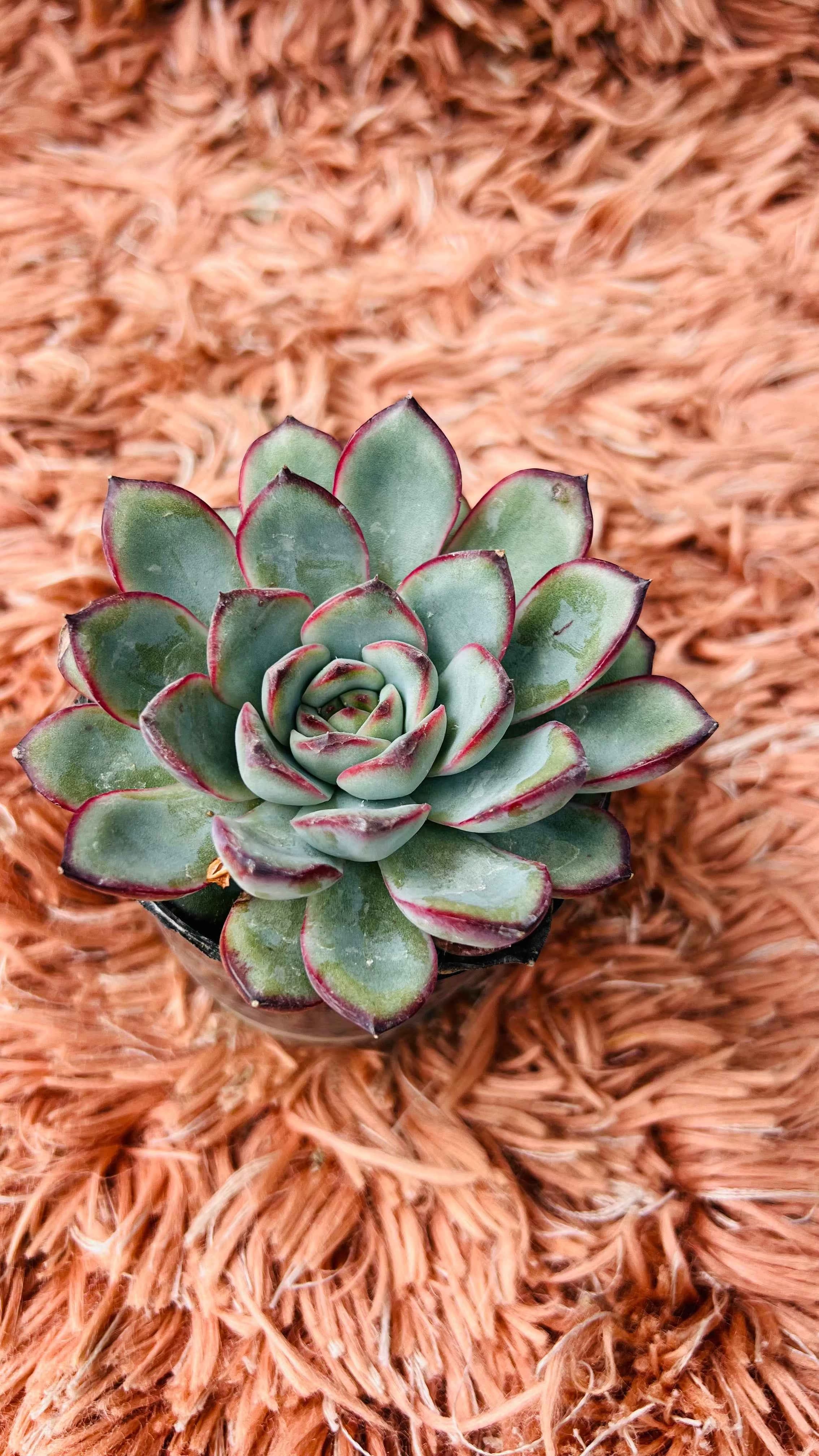 Echeveria Pulidonis Succulent