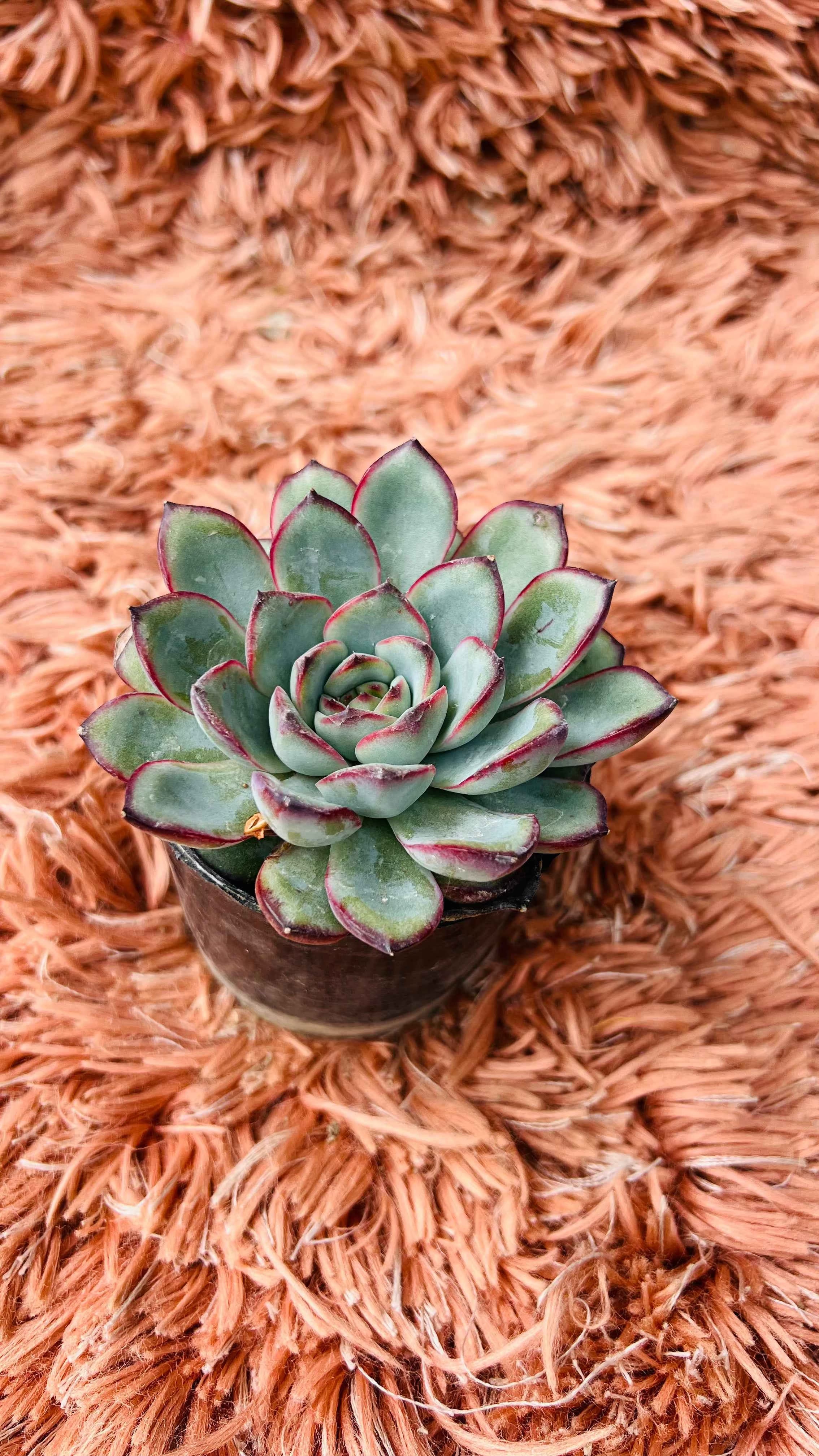Echeveria Pulidonis Succulent