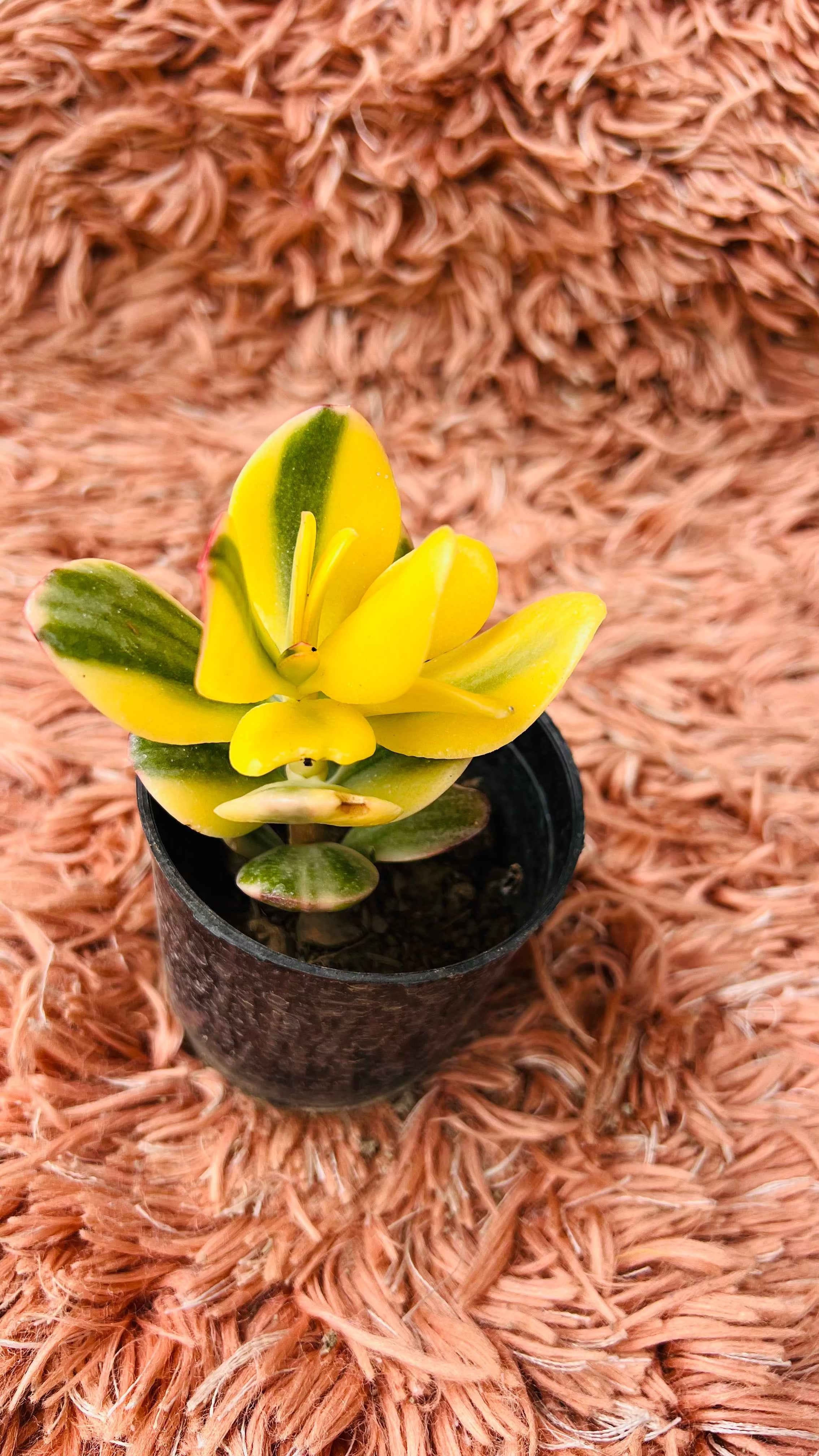 Variegated Jade Plant – Crassula Ovata