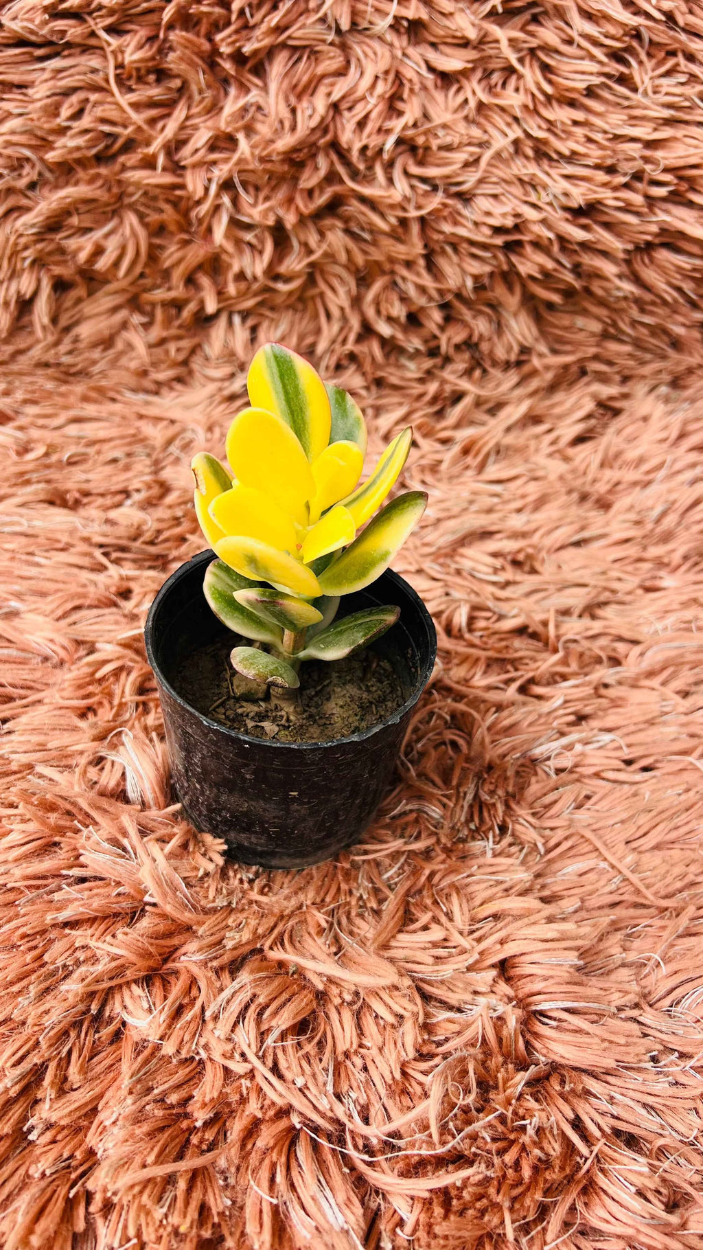 Variegated Jade Plant – Crassula Ovata