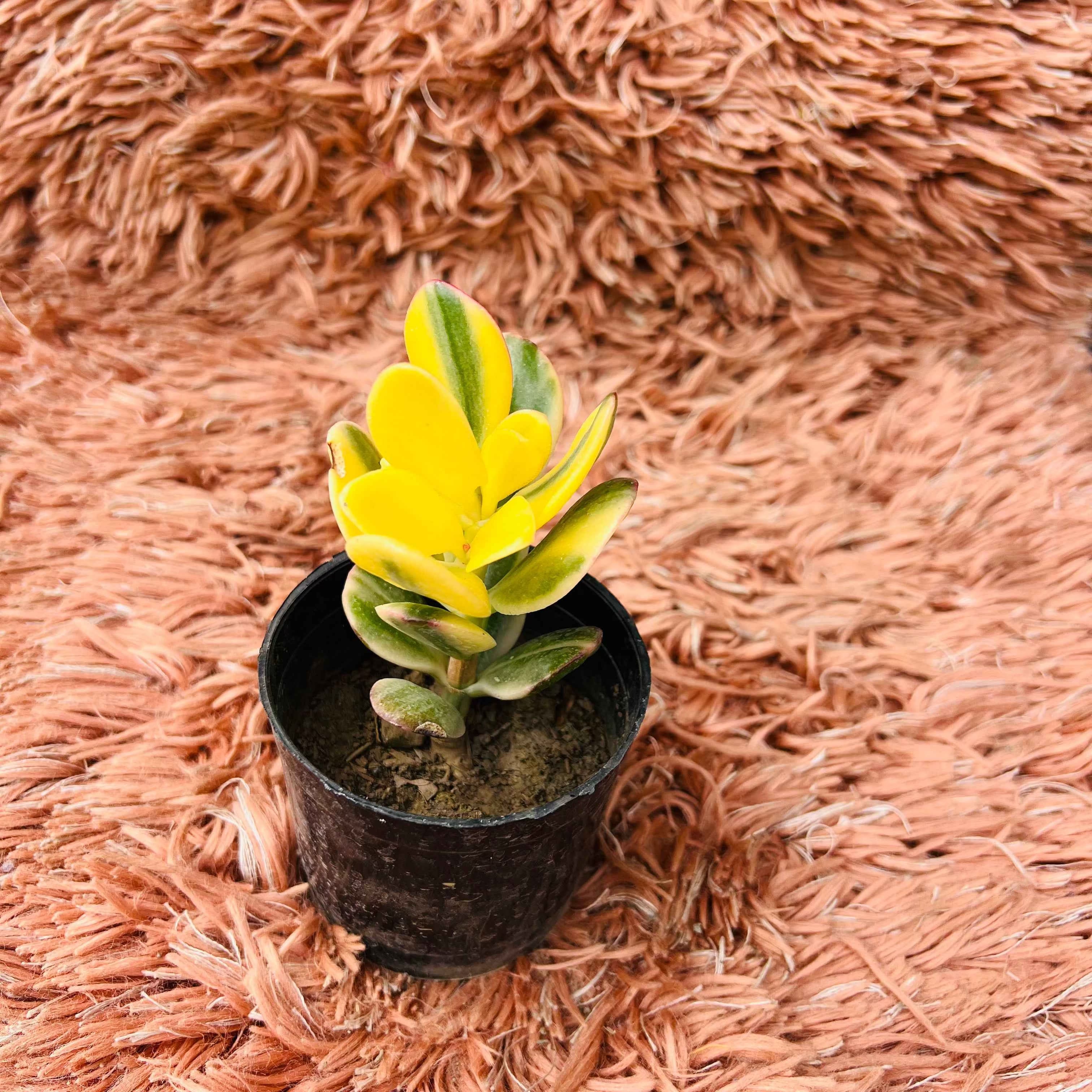 Variegated Jade Plant – Crassula Ovata
