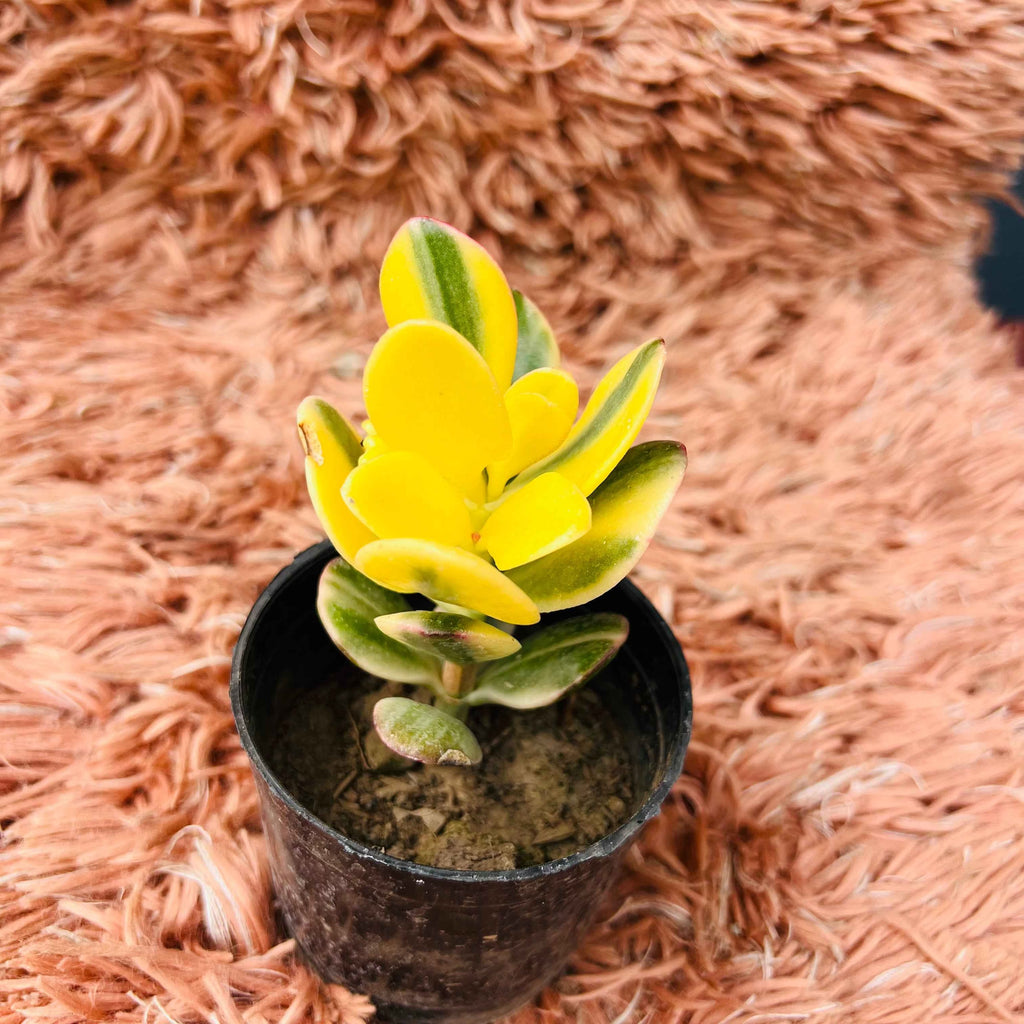 Variegated Jade Plant – Crassula Ovata
