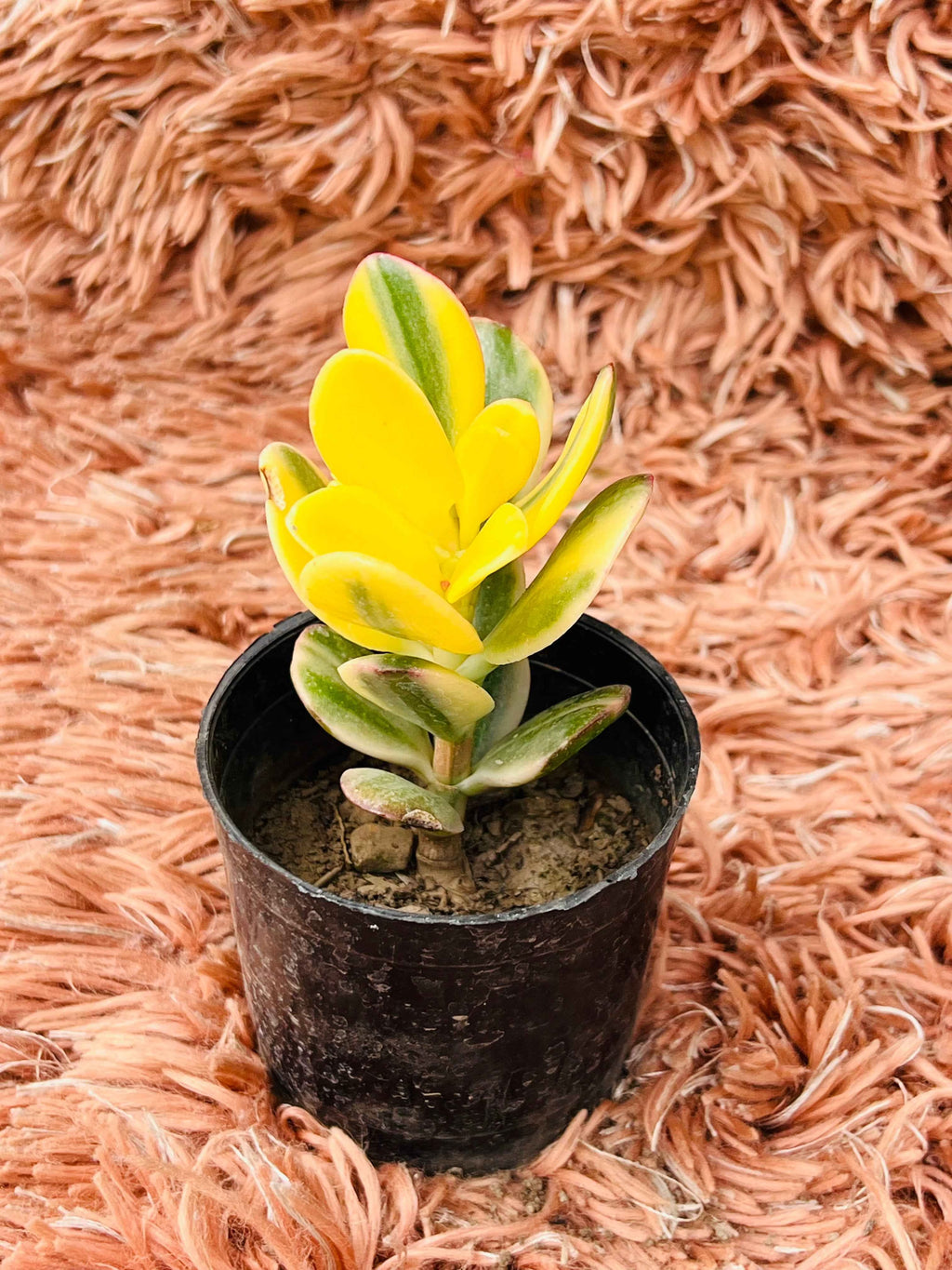 Variegated Jade Plant – Crassula Ovata
