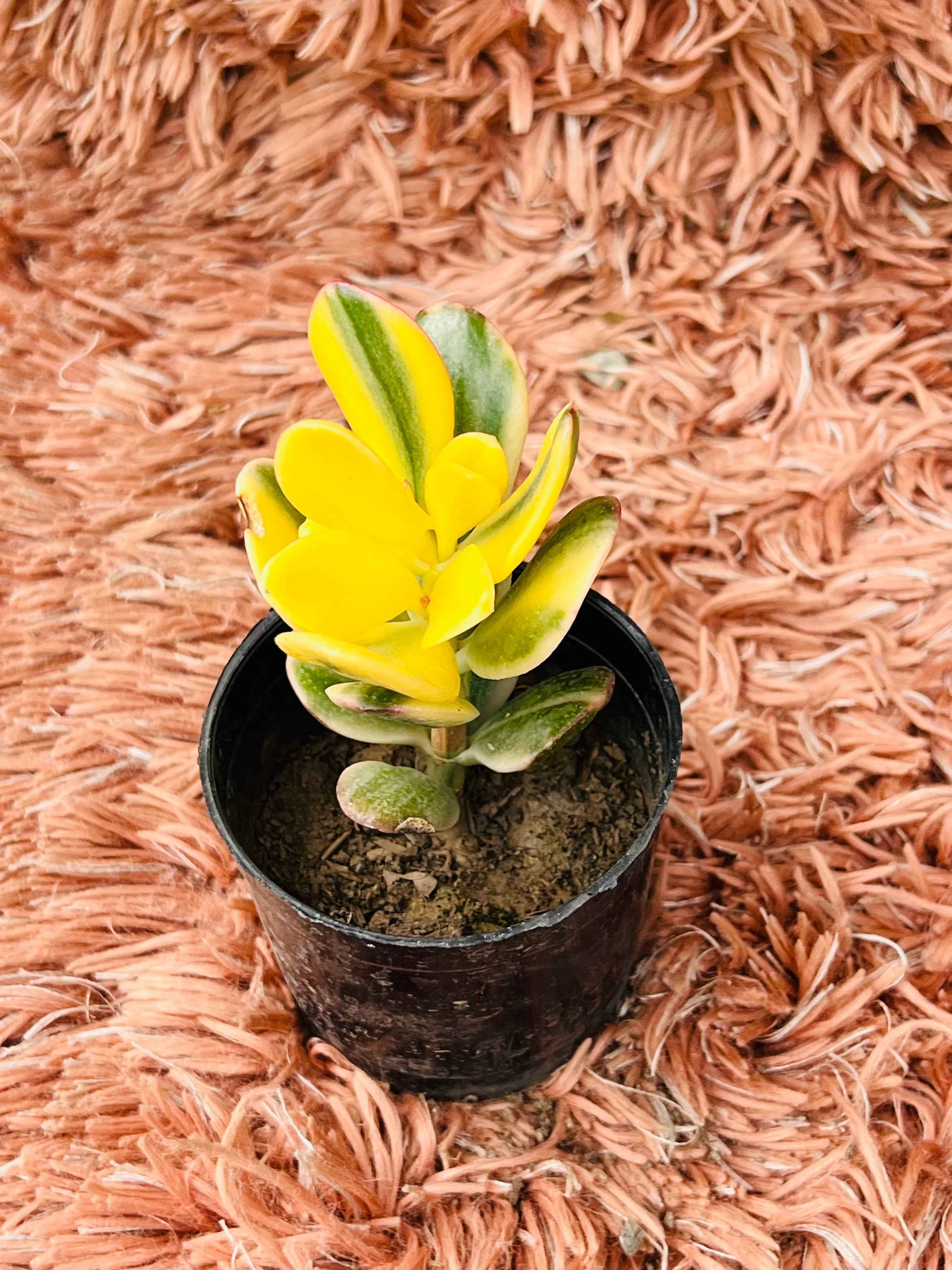 Variegated Jade Plant – Crassula Ovata