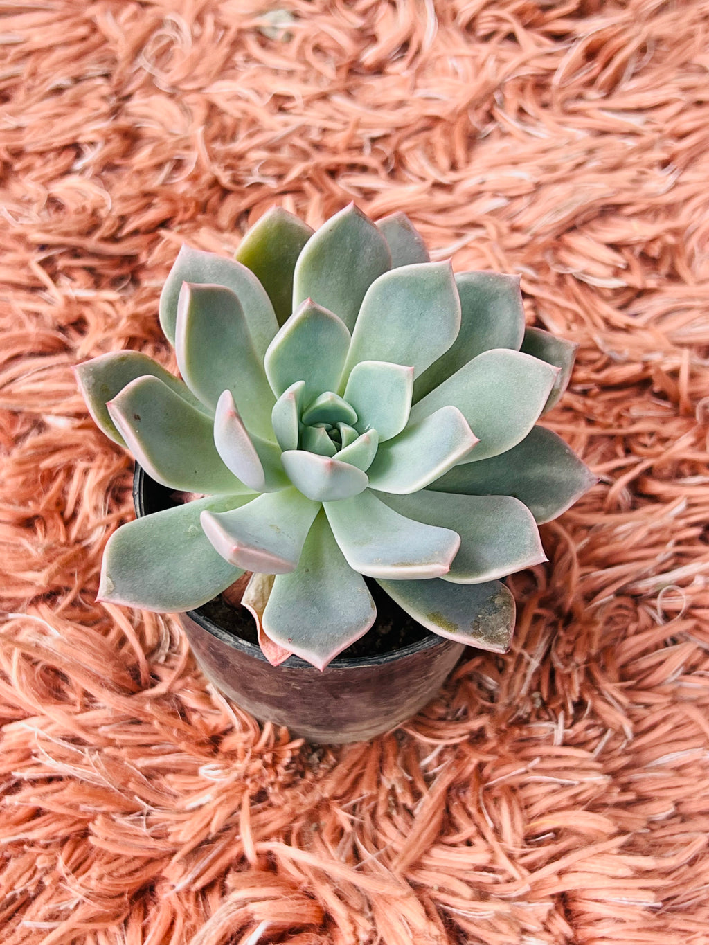 Echeveria Pallida Succulent