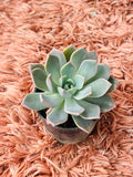 Echeveria Pallida Succulent