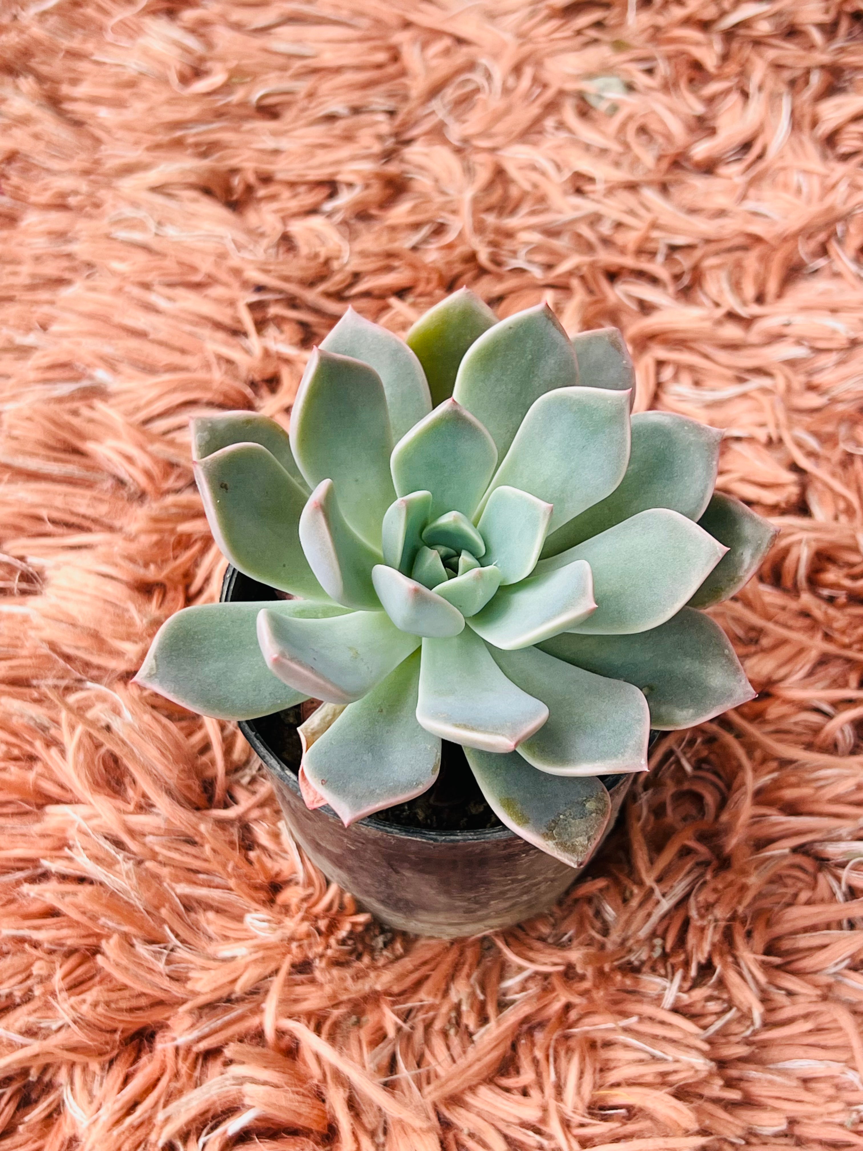 Echeveria Pallida Succulent