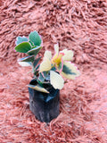 Kalanchoe Fedtschenkoi – Lavender Scallops Succulent