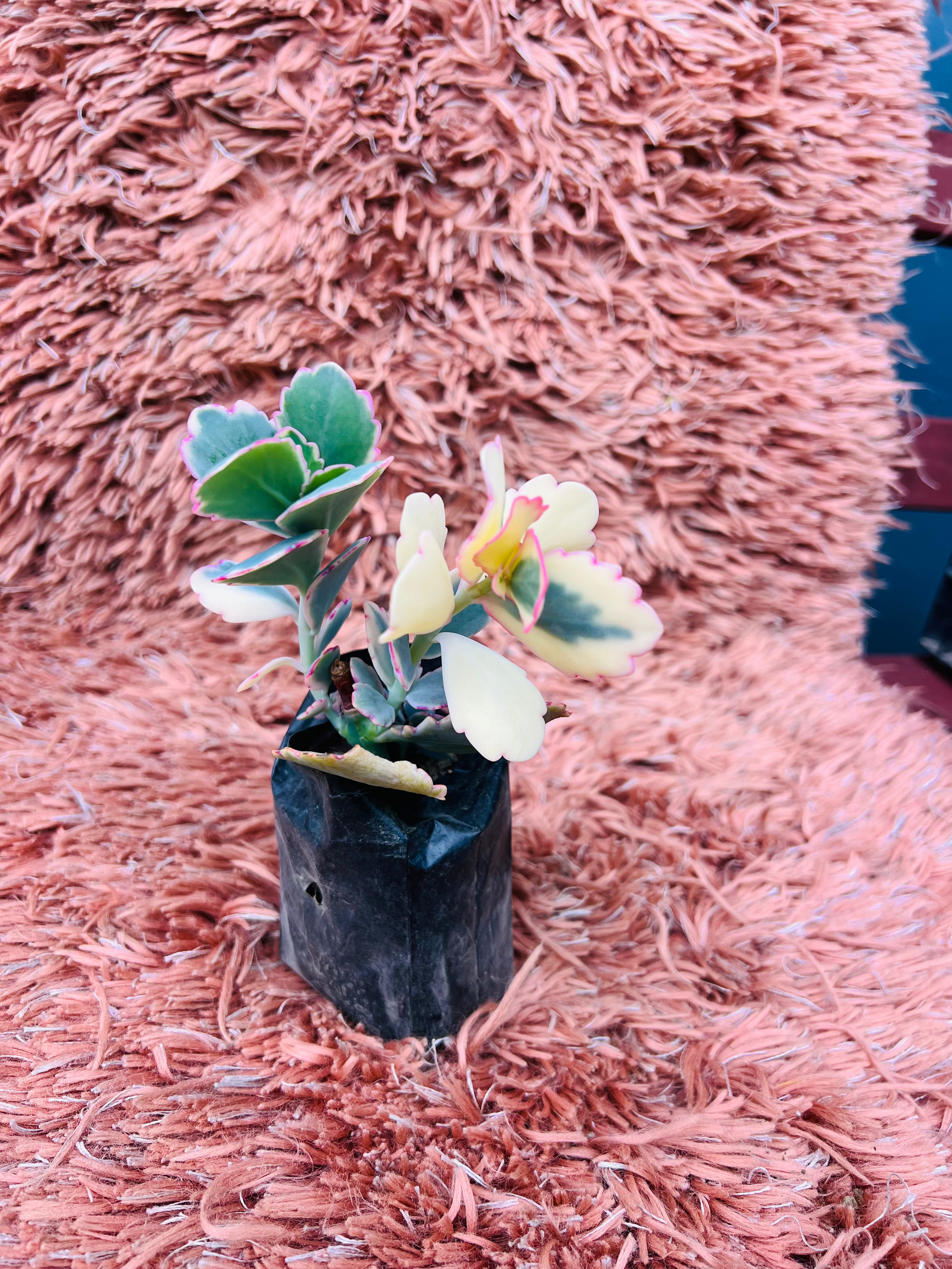 Kalanchoe Fedtschenkoi – Lavender Scallops Succulent