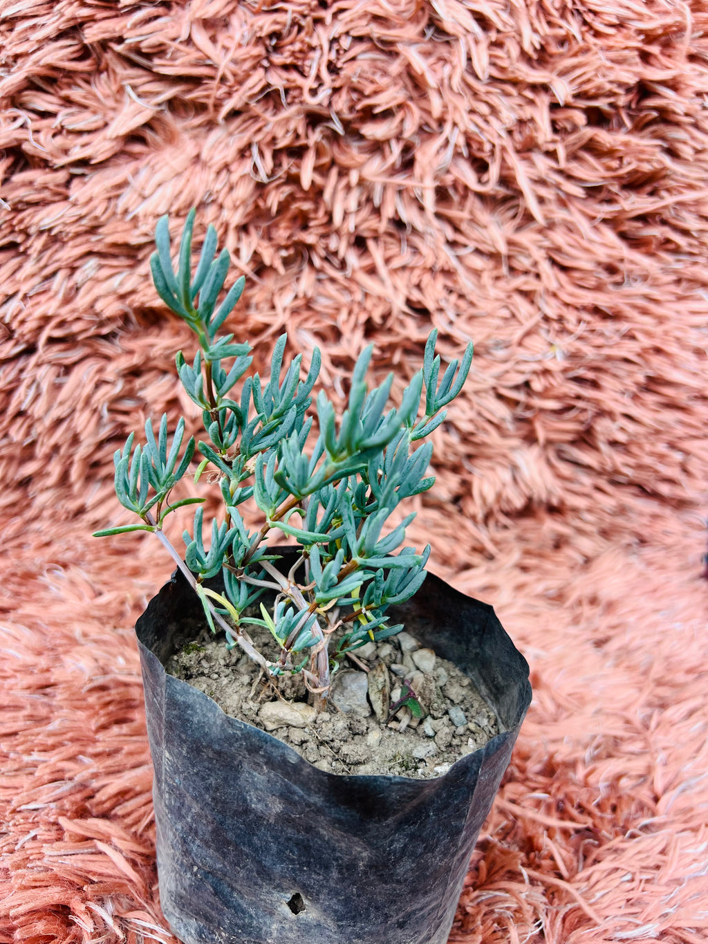 Senecio Serpens – Blue Chalksticks Succulent