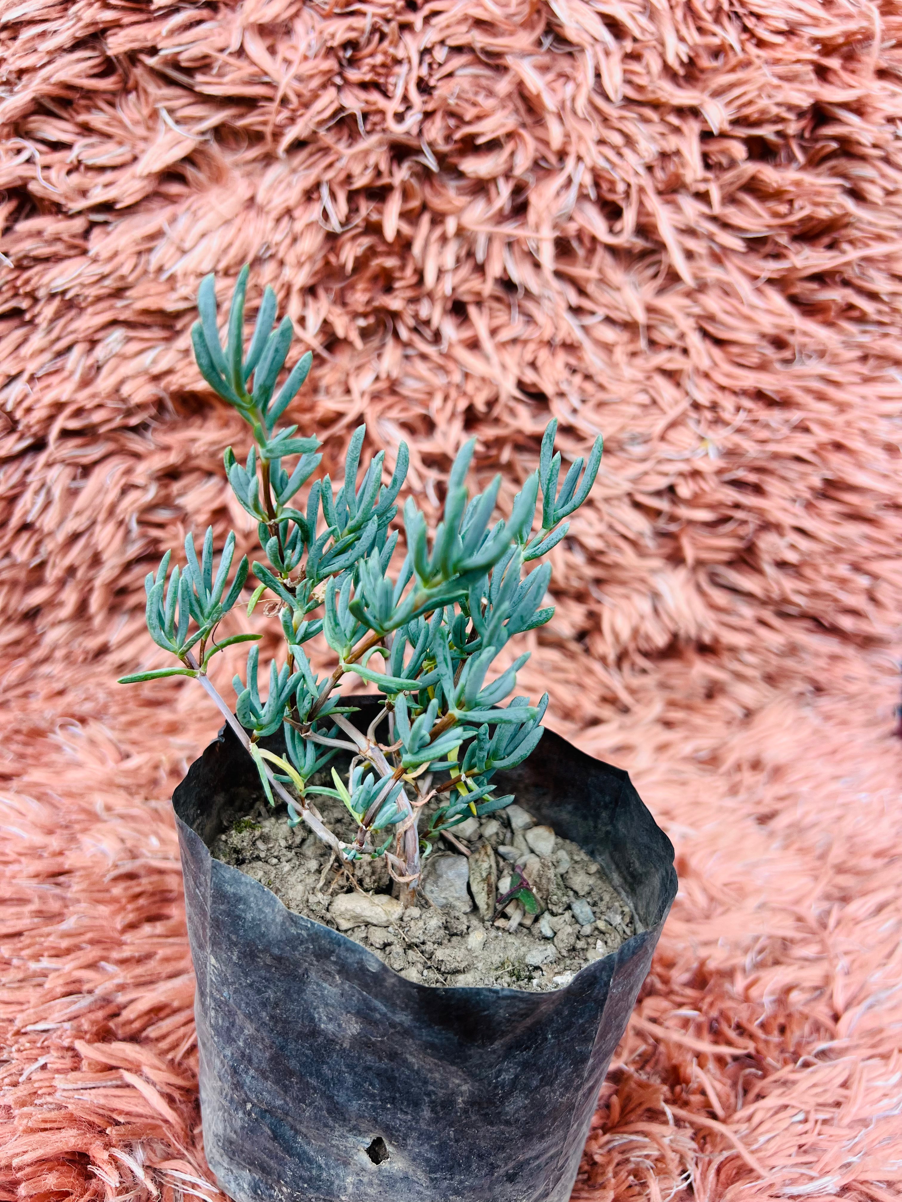 Senecio Serpens – Blue Chalksticks Succulent