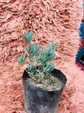 Senecio Serpens – Blue Chalksticks Succulent