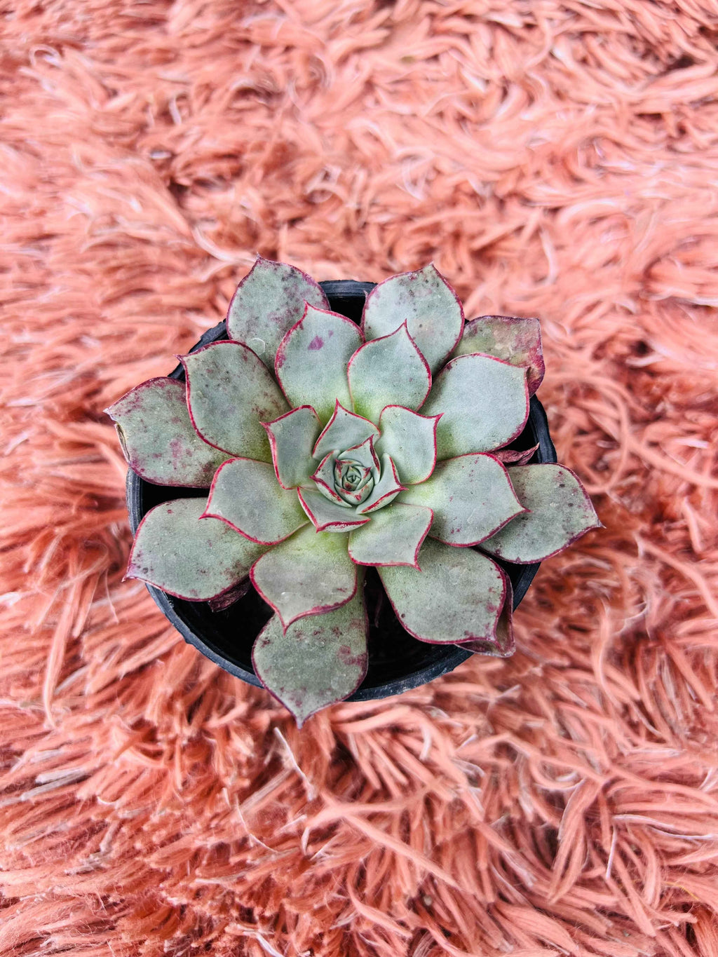 Echeveria Longissima Succulent