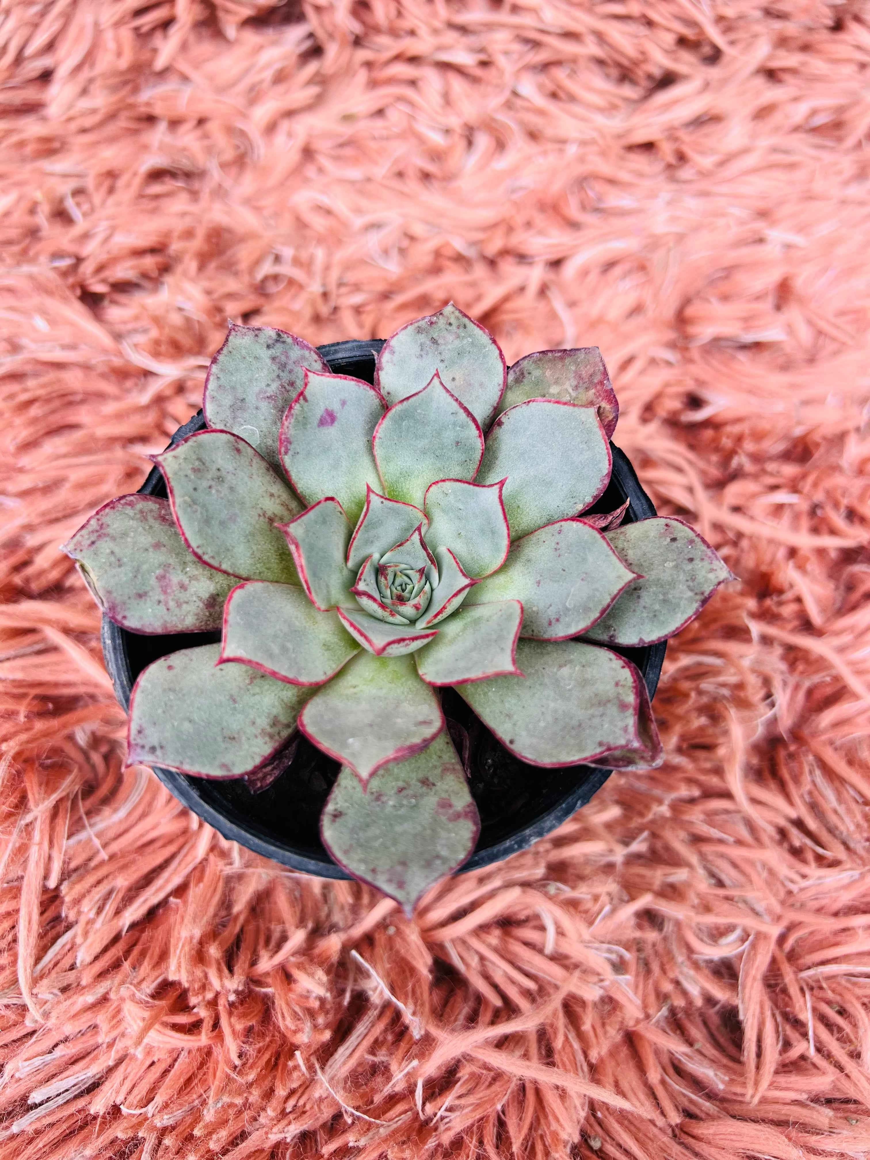 Echeveria Longissima Succulent