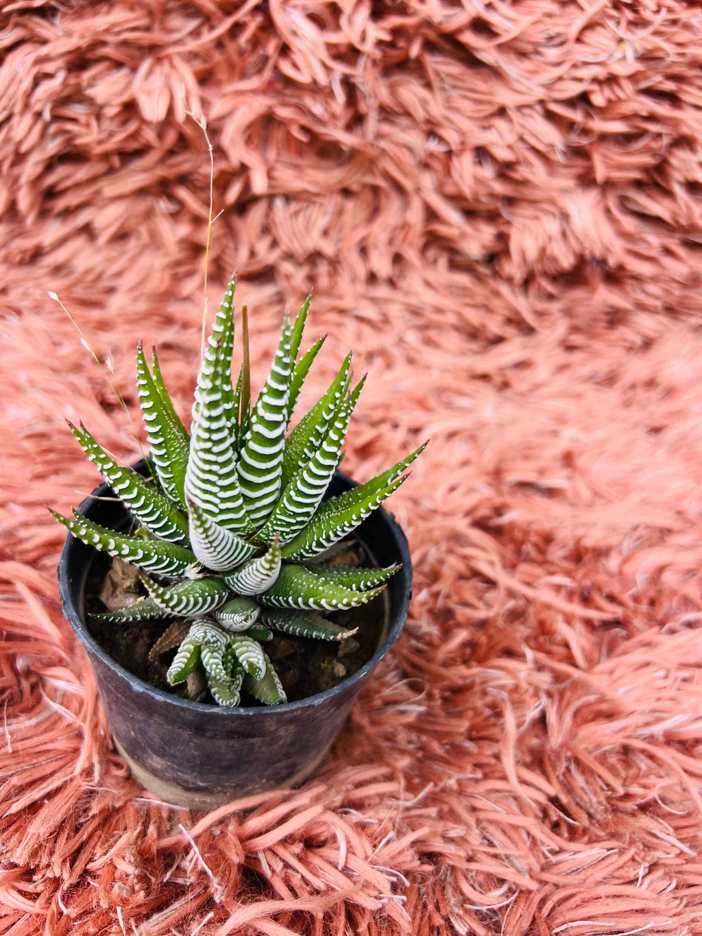 Zebra Haworthia Succulent – Haworthiopsis Attenuata