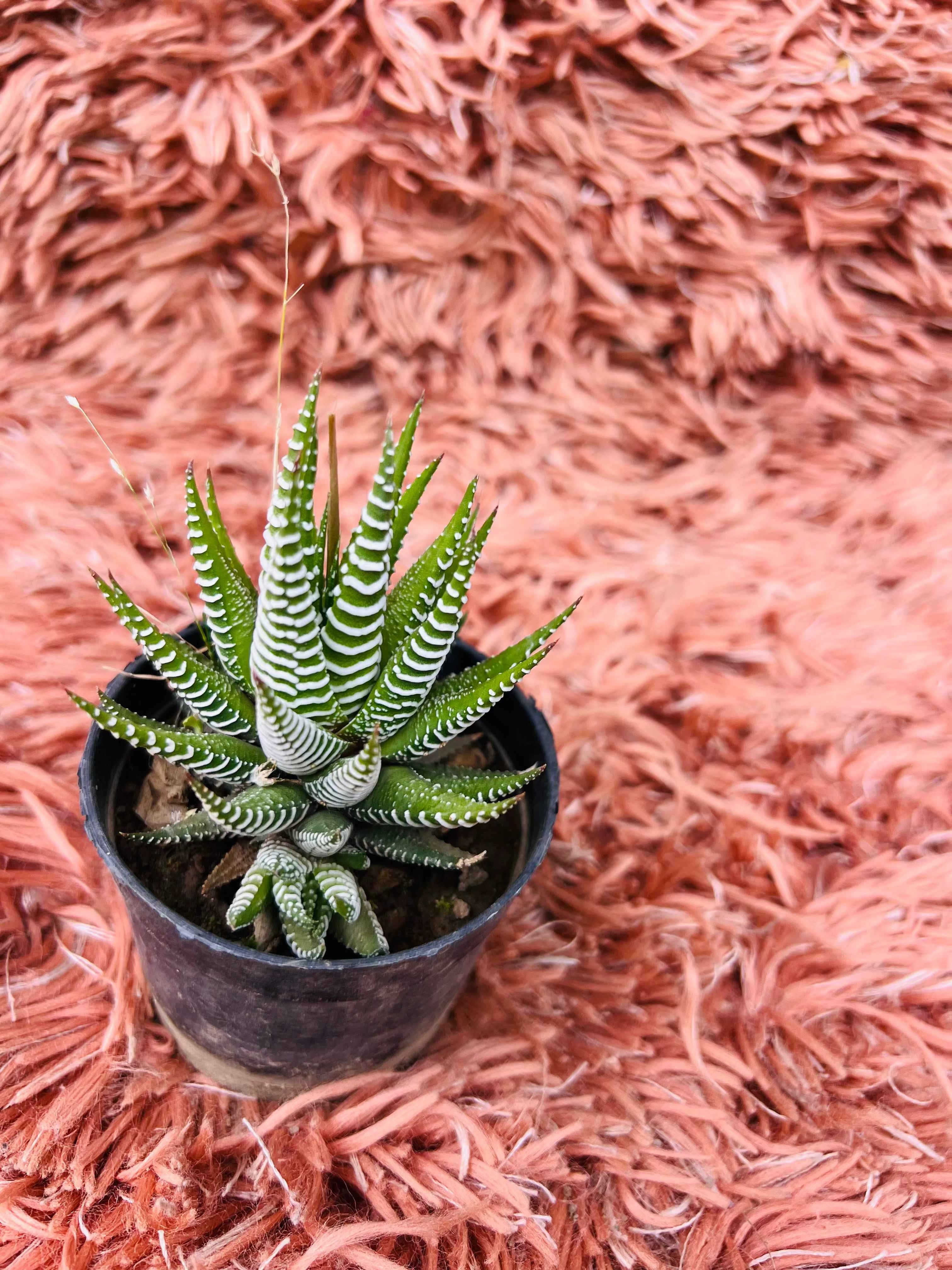 Zebra Haworthia Succulent – Haworthiopsis Attenuata
