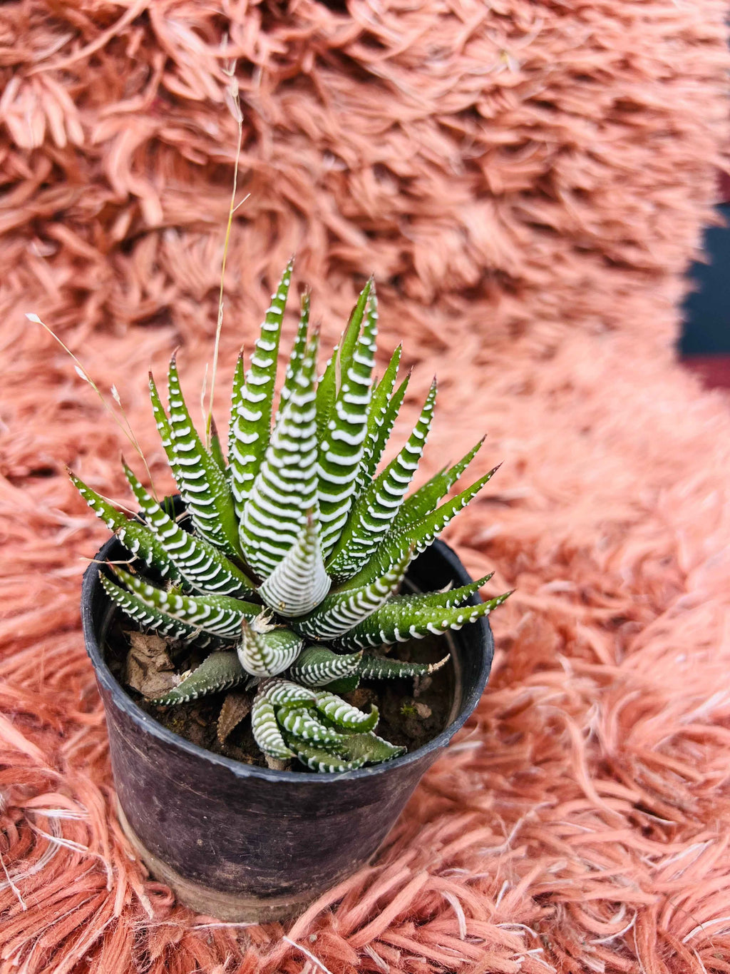 Zebra Haworthia Succulent – Haworthiopsis Attenuata