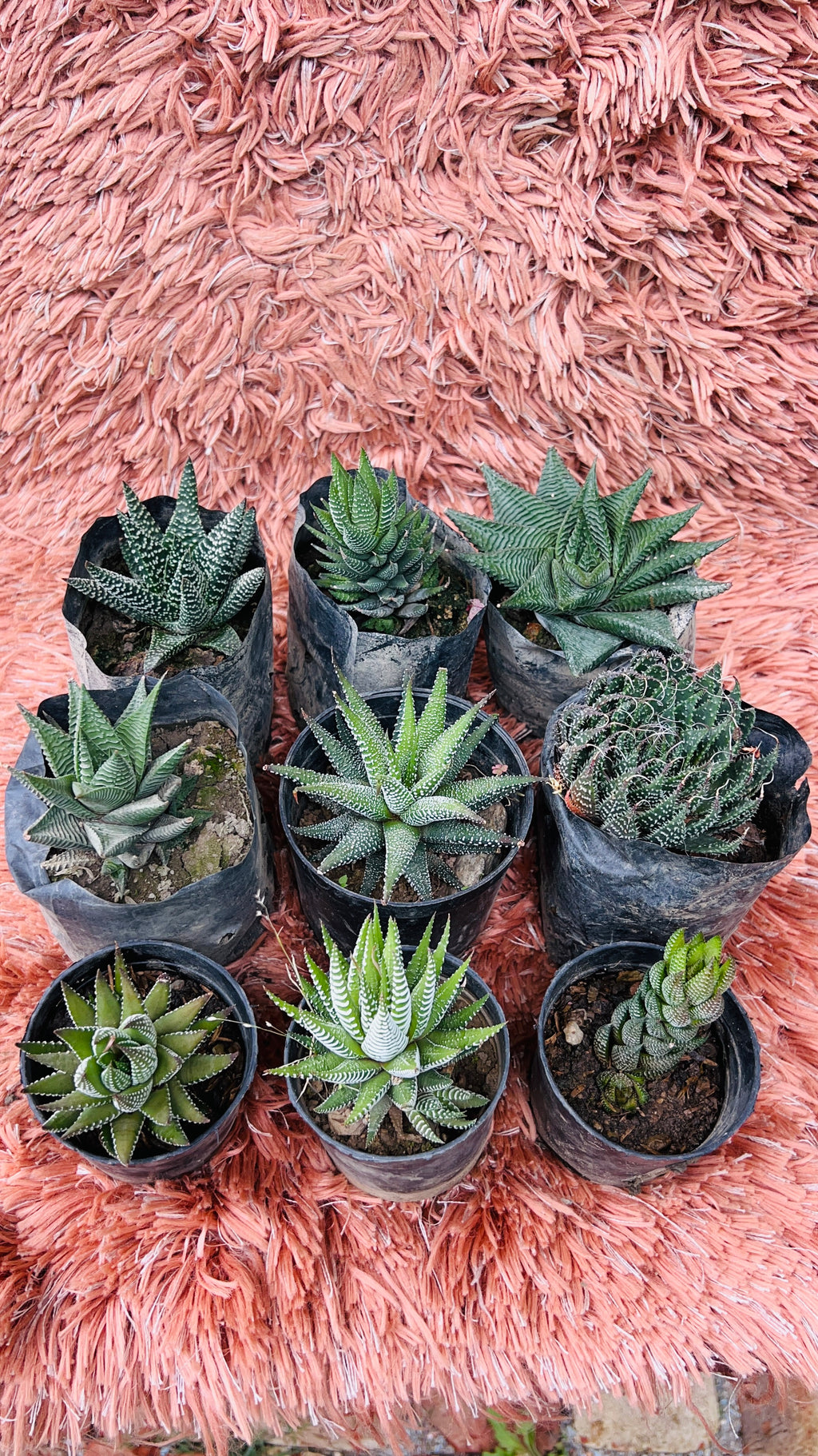 Set of 9 Haworthia & Succulent Varieties – Mixed Rare Collection