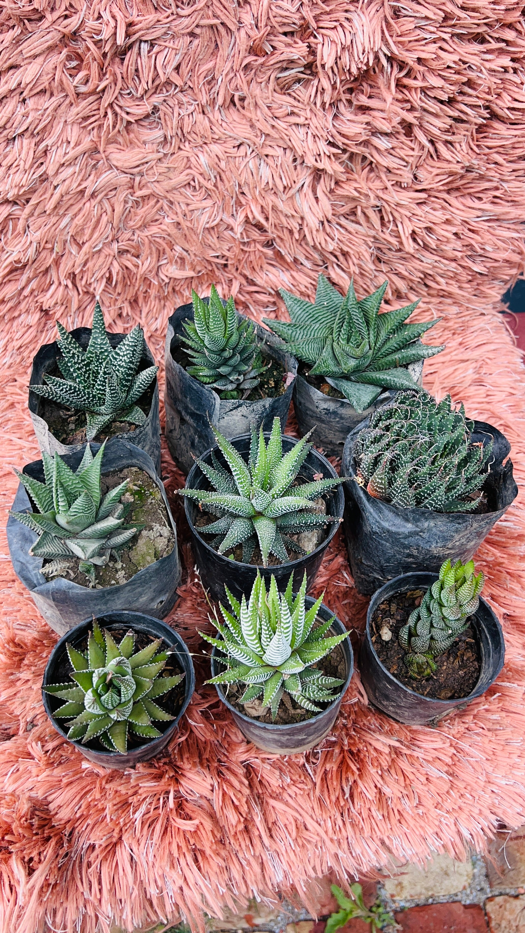 Set of 9 Haworthia & Succulent Varieties – Mixed Rare Collection