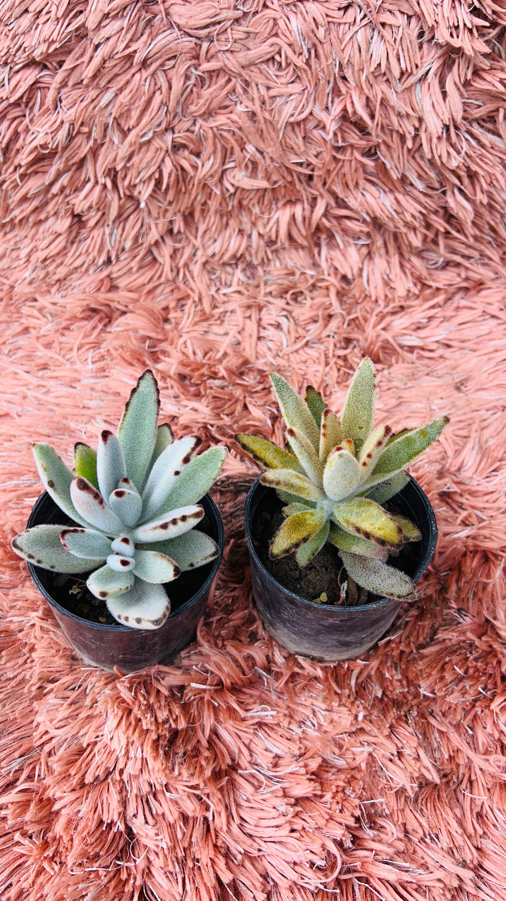 Kalanchoe Tomentosa – Set of 2 Panda Plant Varieties