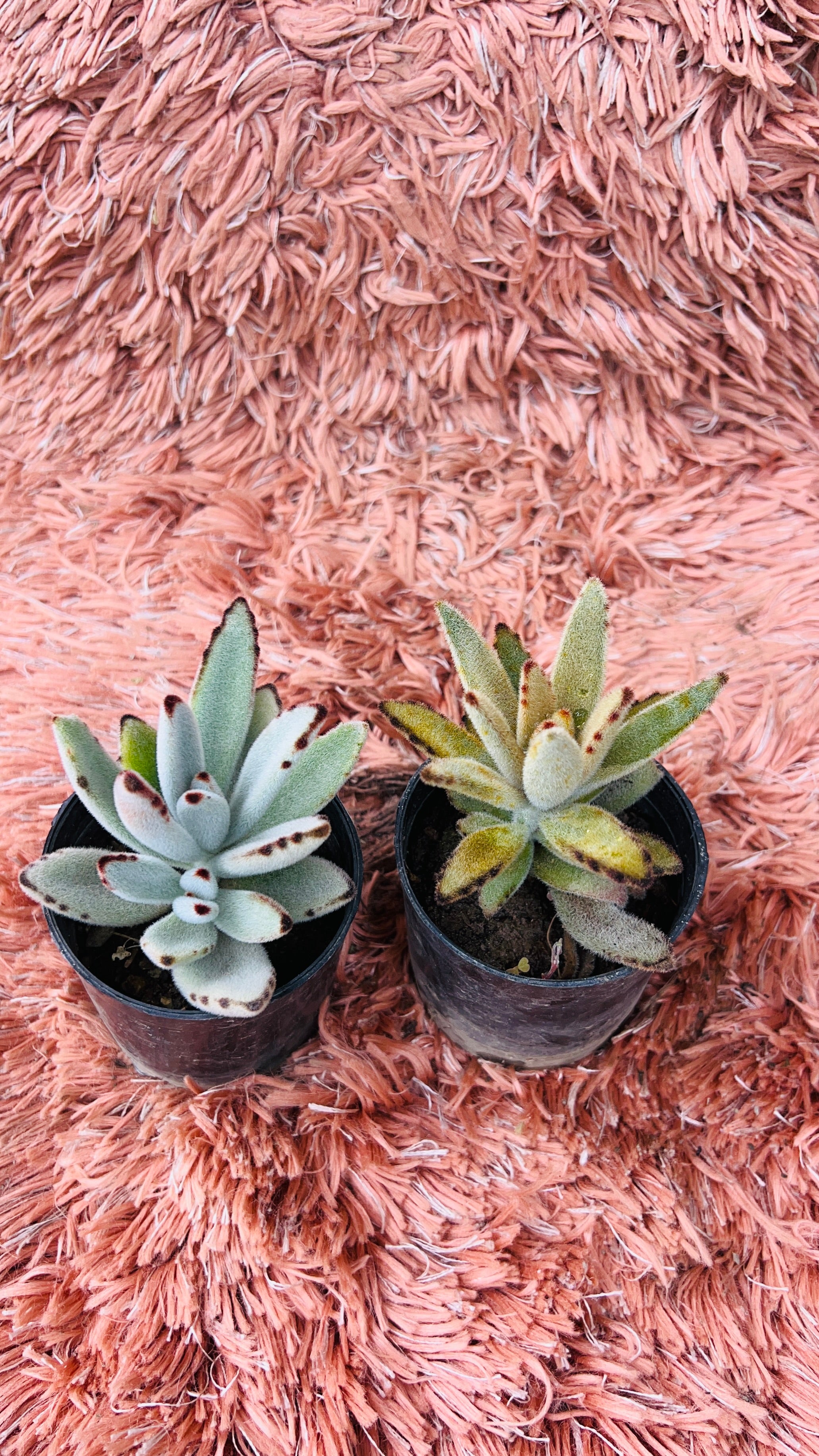 Kalanchoe Tomentosa – Set of 2 Panda Plant Varieties