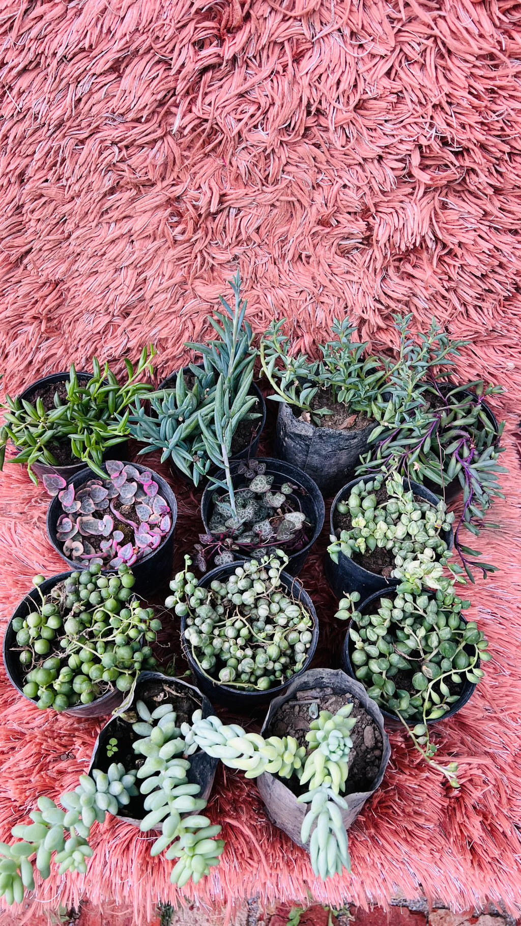 Hanging Succulents Combo of 12 – Trailing Plant Collection
