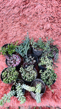 Hanging Succulents Combo of 12 – Trailing Plant Collection