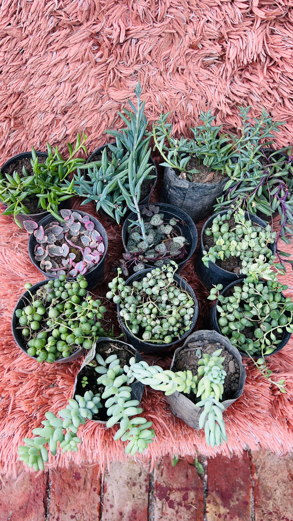 Hanging Succulents Combo of 12 – Trailing Plant Collection