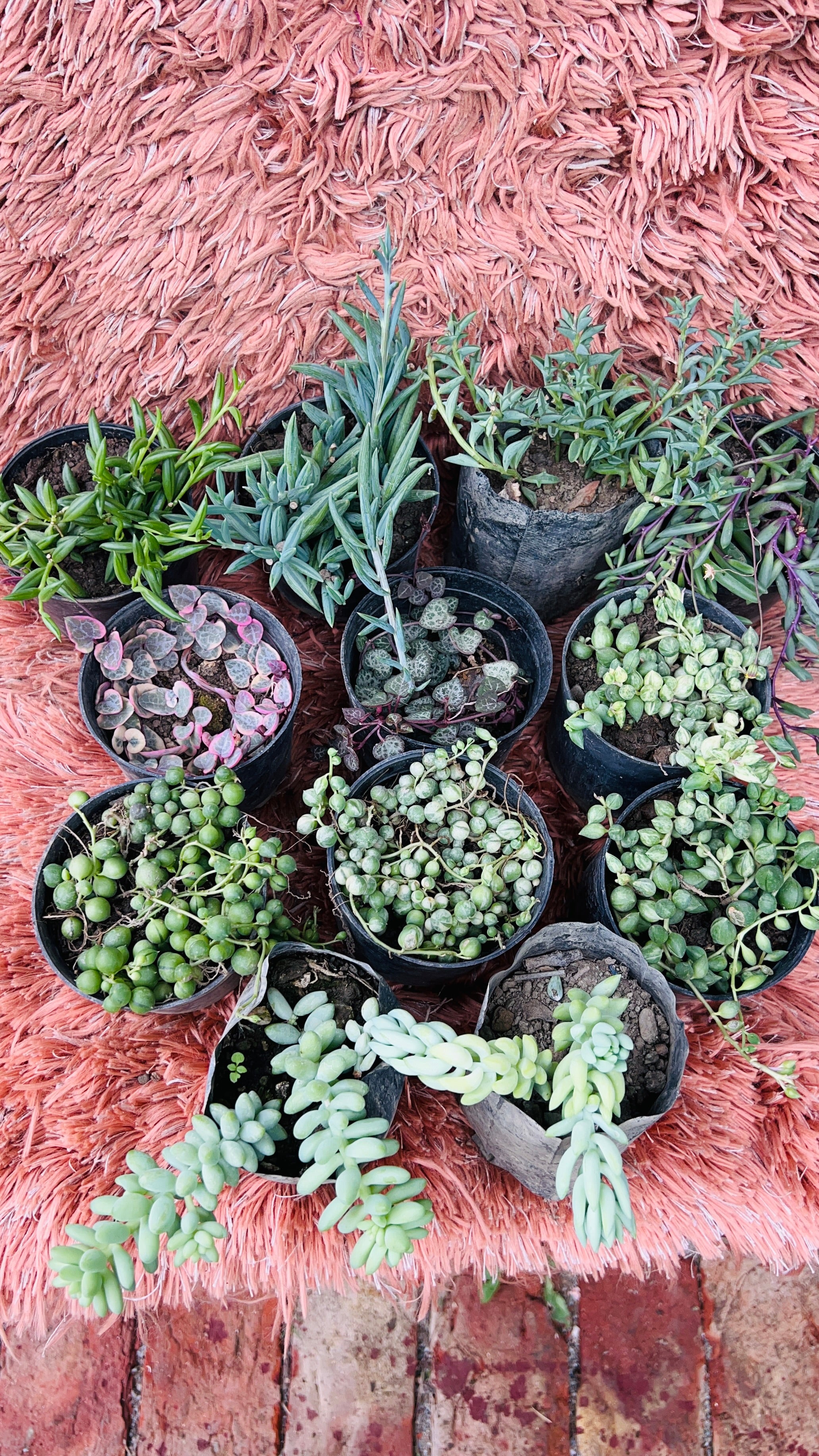 Hanging Succulents Combo of 12 – Trailing Plant Collection