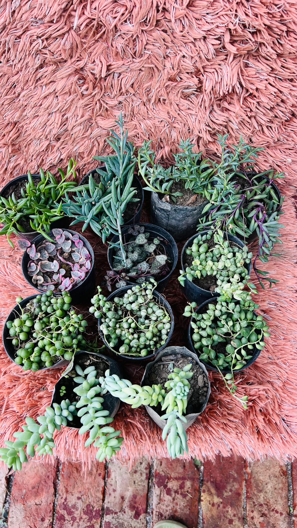 Hanging Succulents Combo of 12 – Trailing Plant Collection